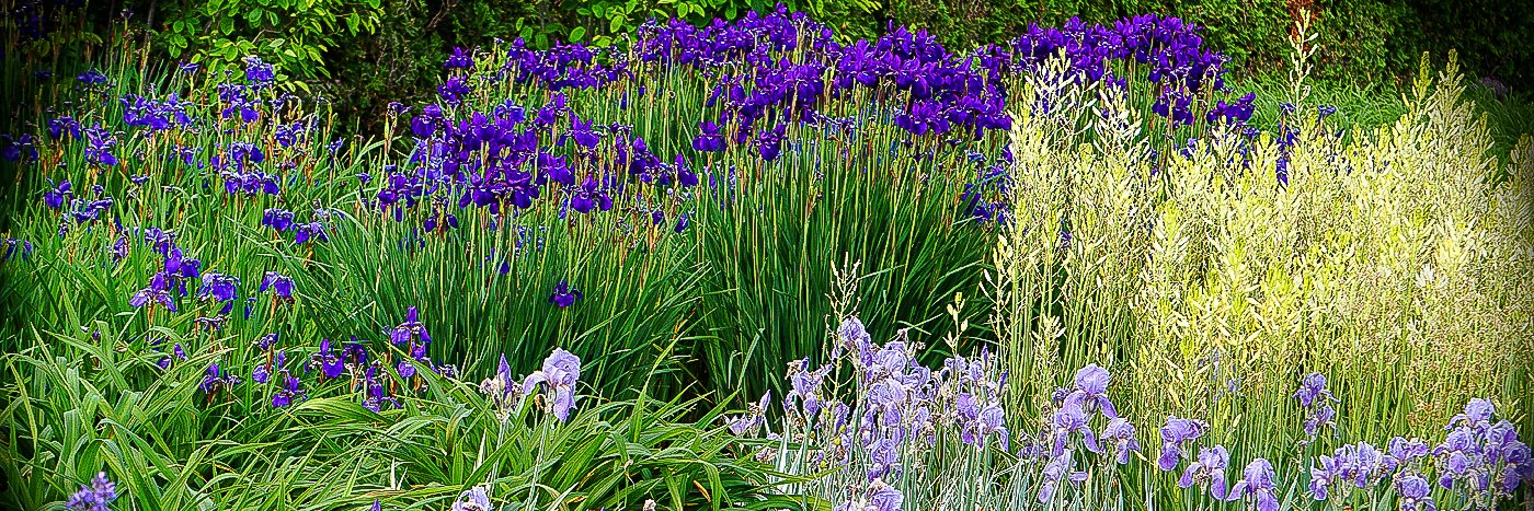  Allerton irises Vignette  © Mary Cattell 2021 