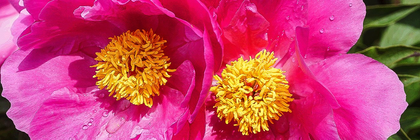  Allerton Peonies Pink Kisses  © Mary Cattell 2021 