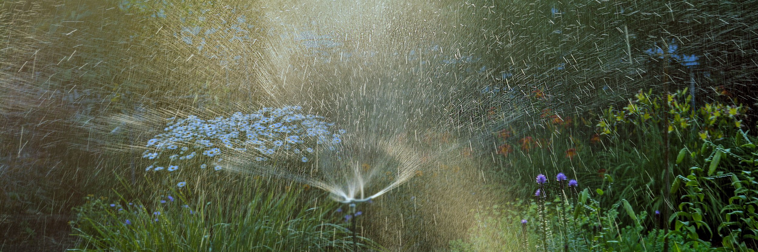  Sprinkler  © Lisa Stewart 2020 