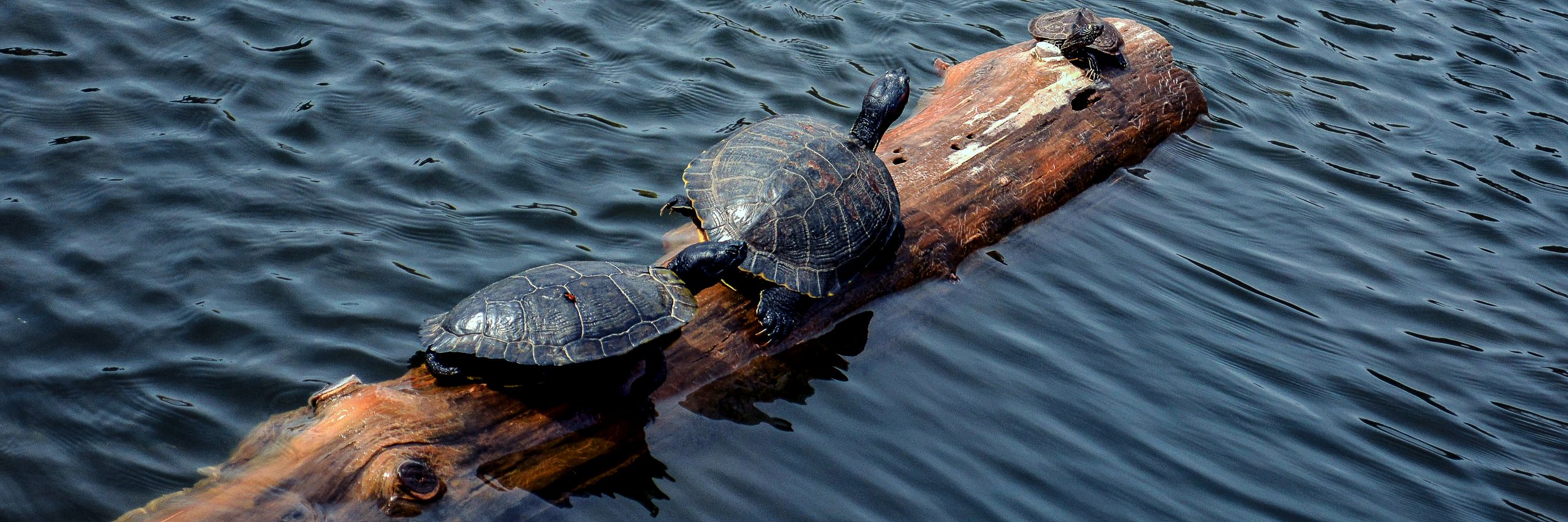  Turtles on log  © Lisa Stewart 2022 