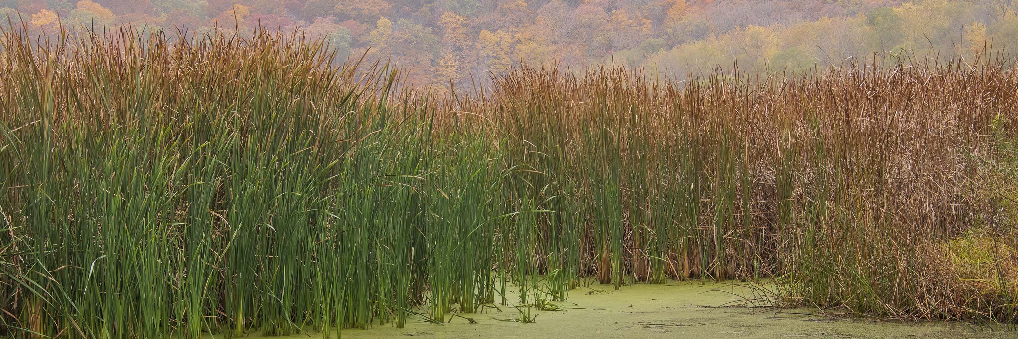  Kennekuk Heron Pond Homer  © Kim Ormsby 2022 