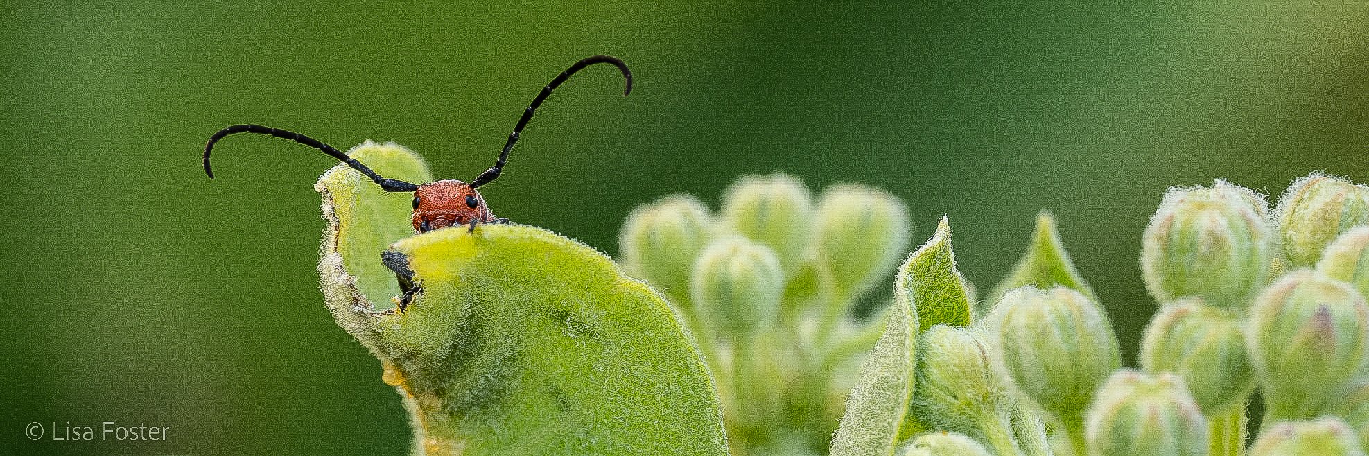 Red Milkweed