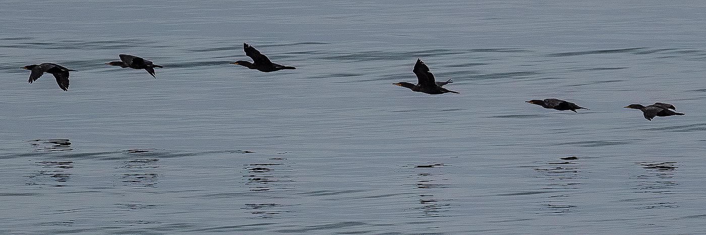 Cormorants