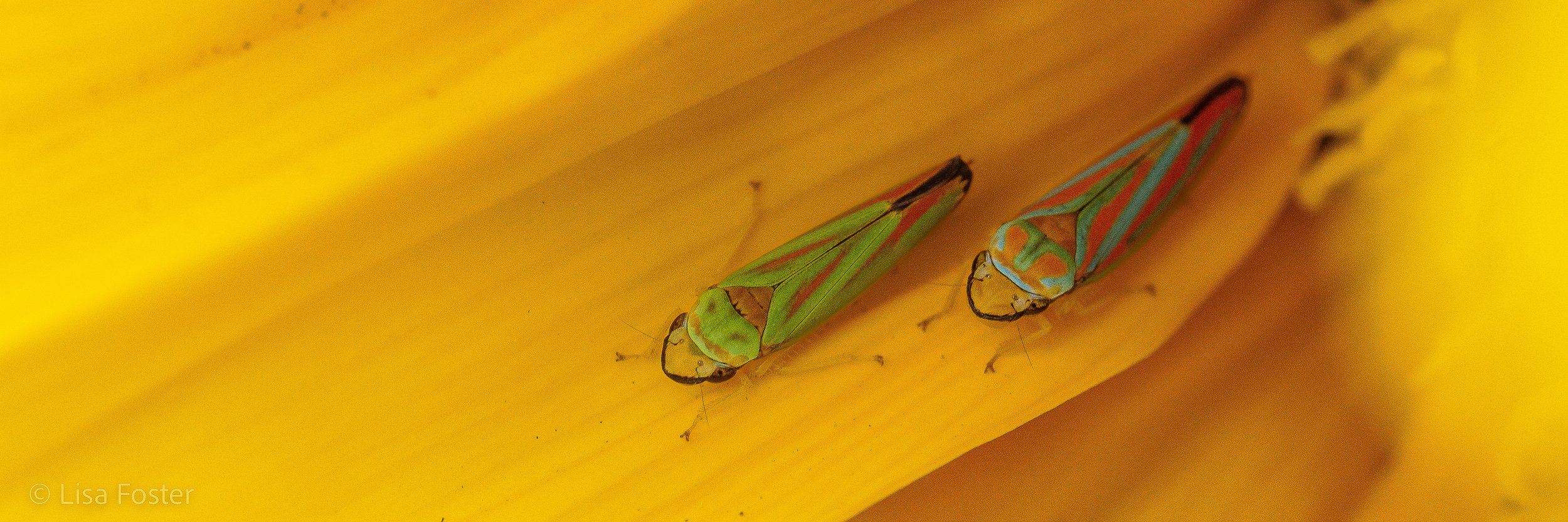 Red Banded Leafhoppers