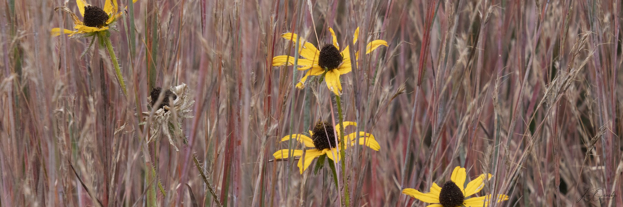 Allerton Bird Hike