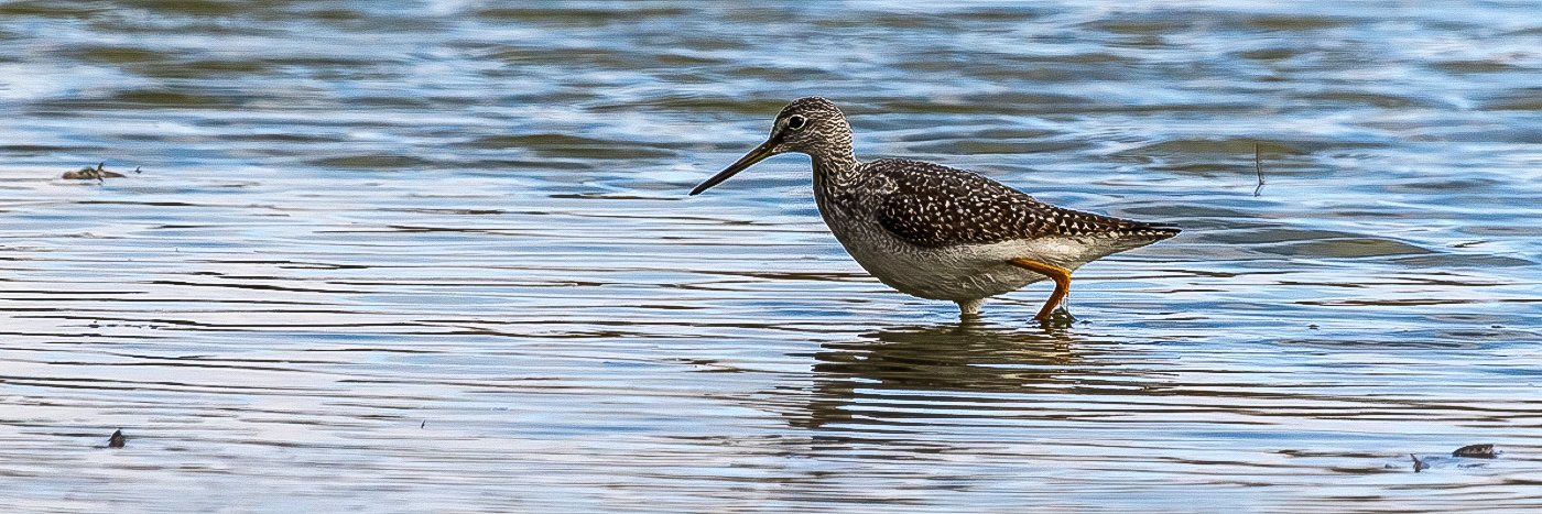 Lesser Yellowleg