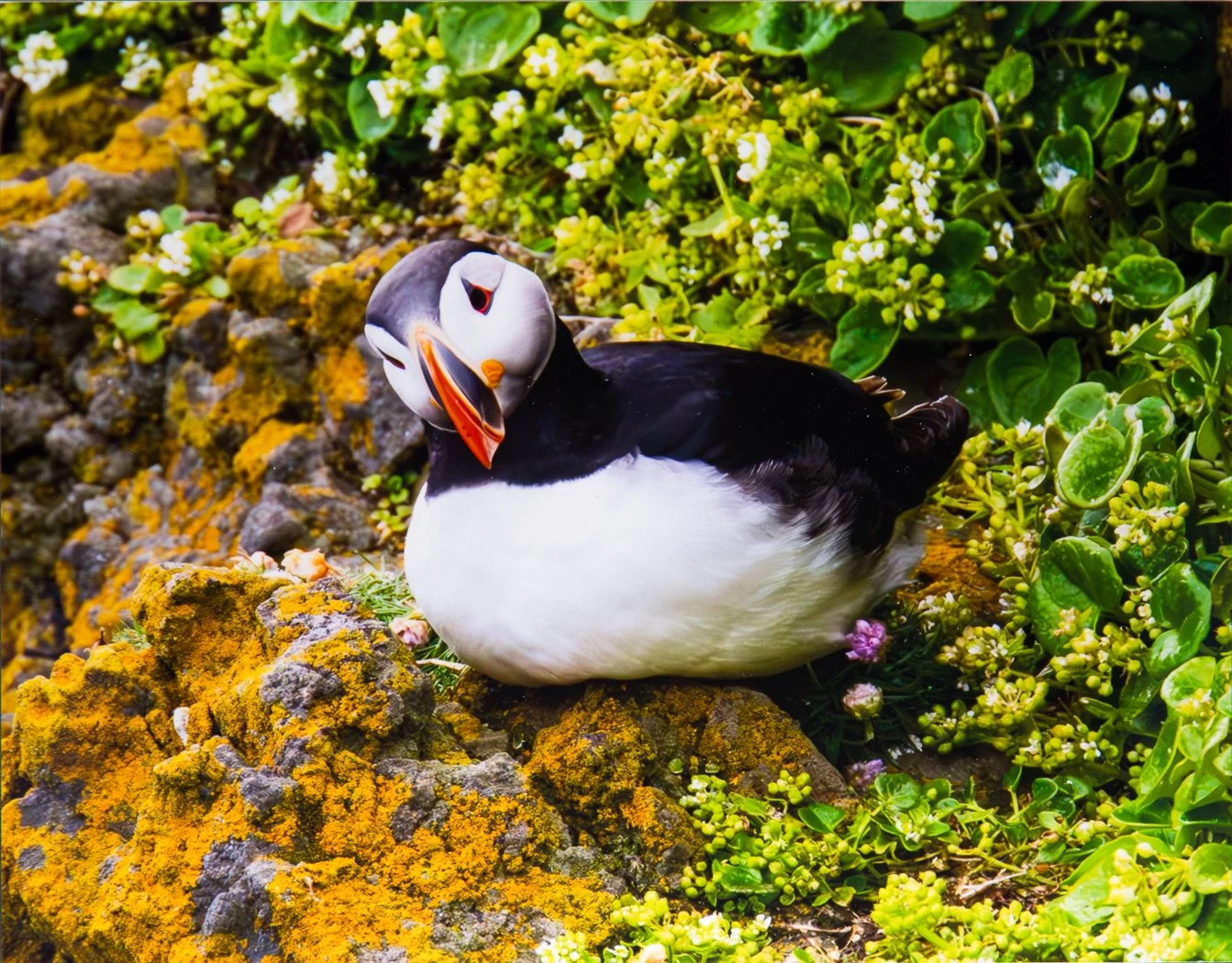 Curiosity; Honorable Mention Animals