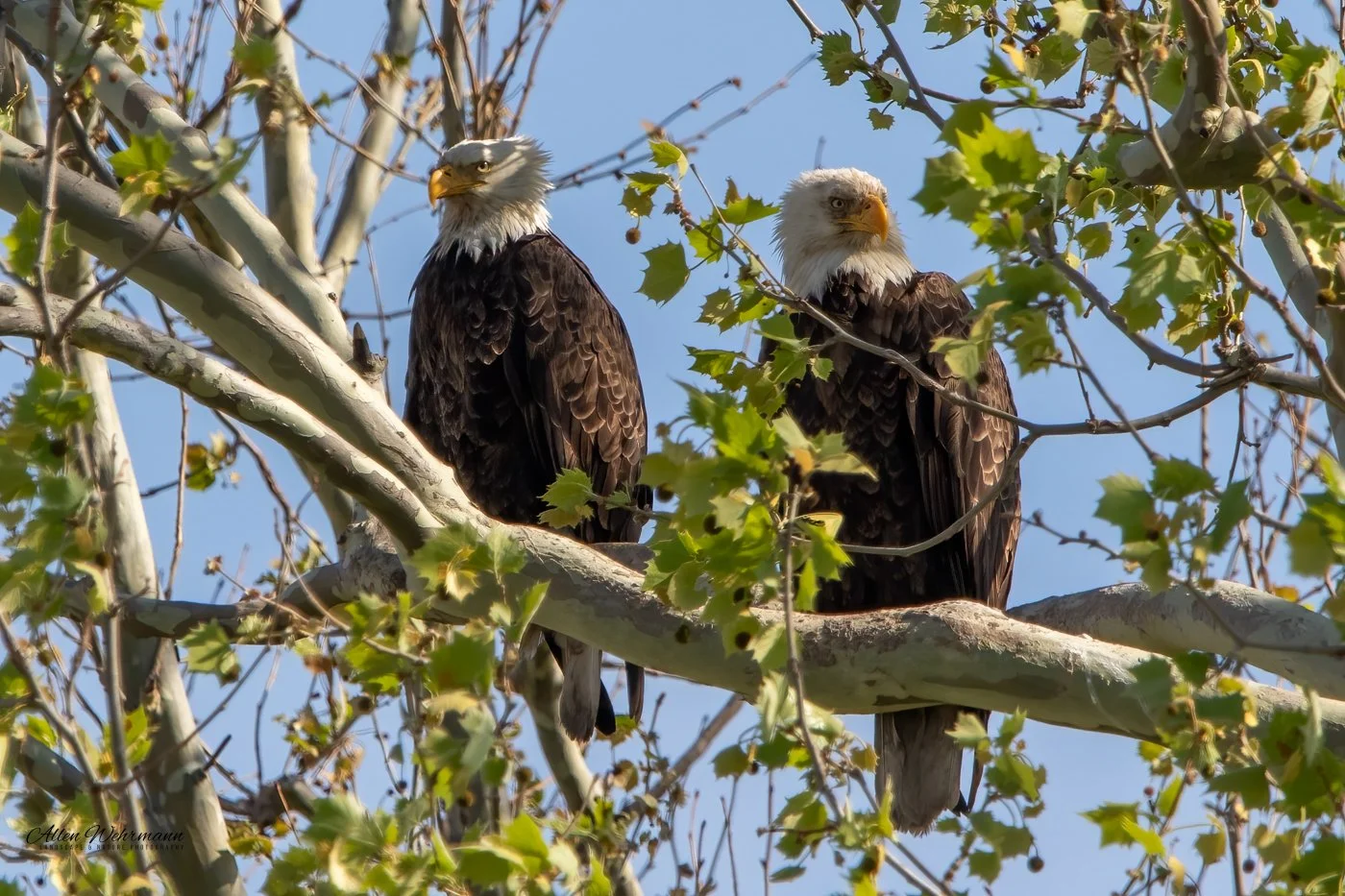 Eagle Parents in Rare Togetherness - Allen Wehrmann.jpg