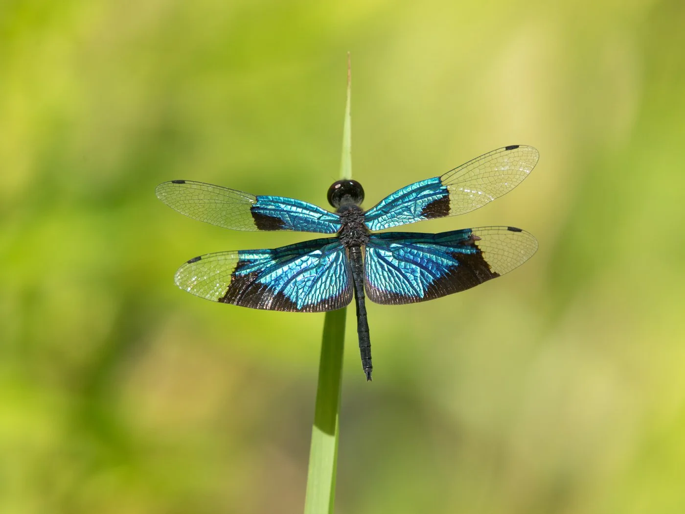 IMG_7435 Dragonfly - Doug Mills.JPG