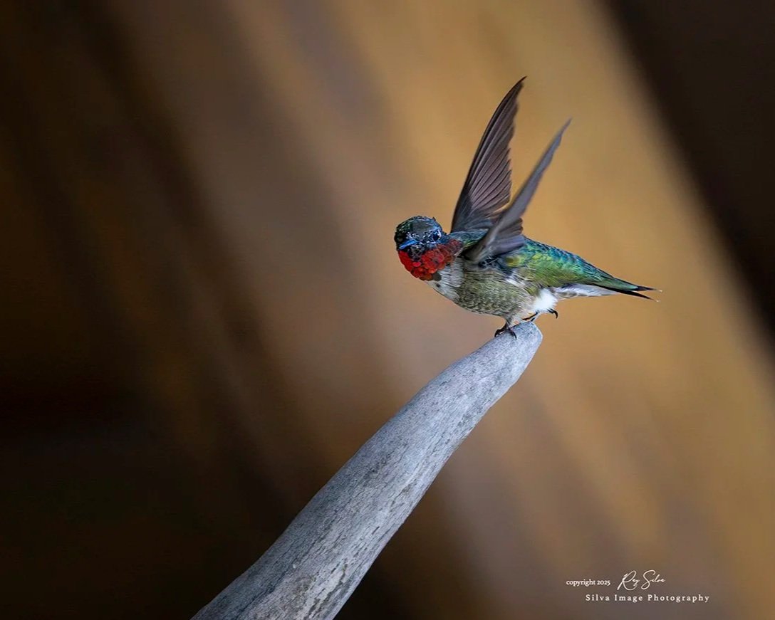 20250820-20250820-16A2545-R5-jk-Ray Silva