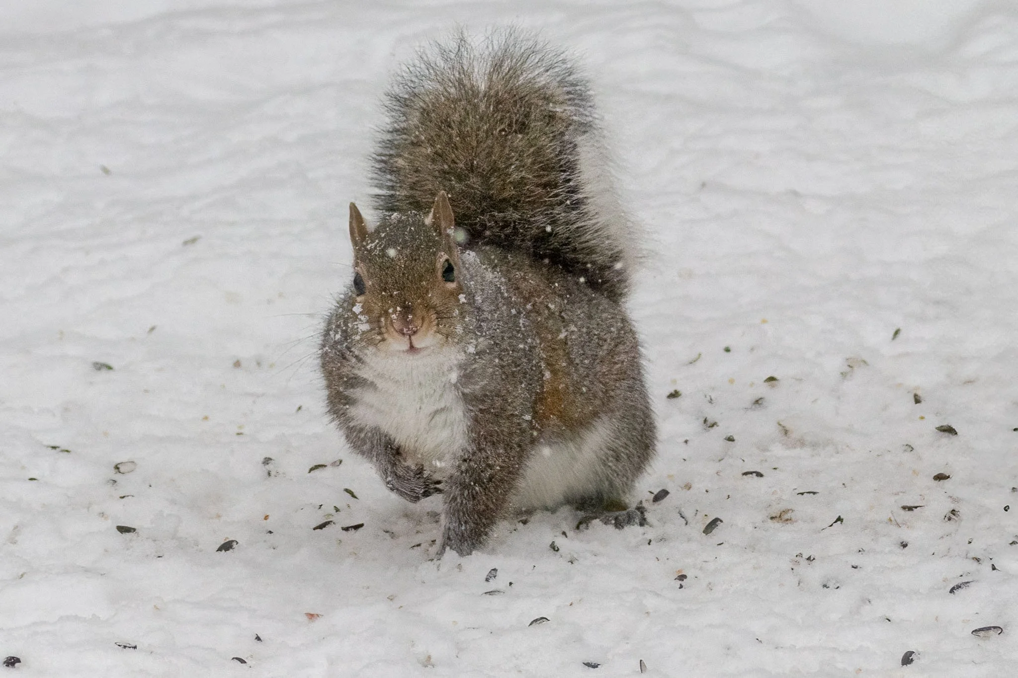 Tell Me Where I Put That Nut - Kim Ormsby