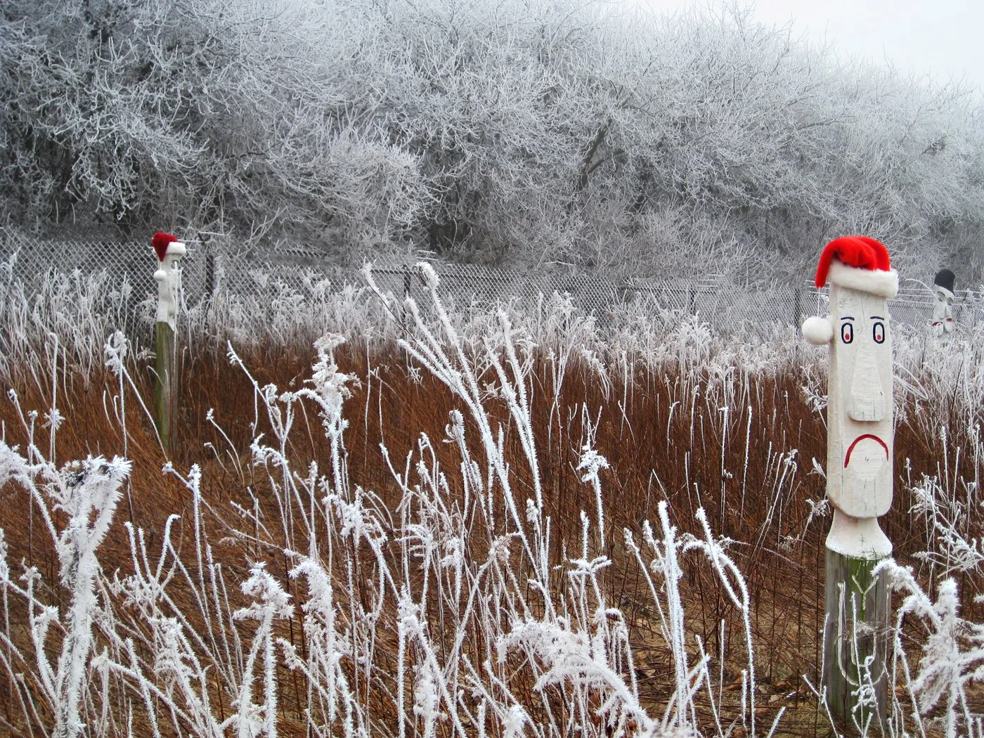 Hoarfrost at Meadowbrook - Mary Cattell