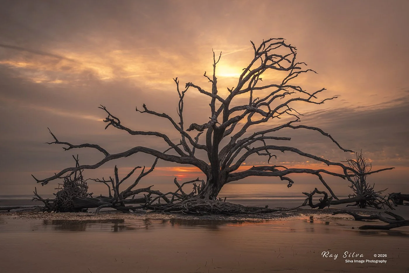 Jekyll Island-Boneyard Beach by Ray Silva.jpg