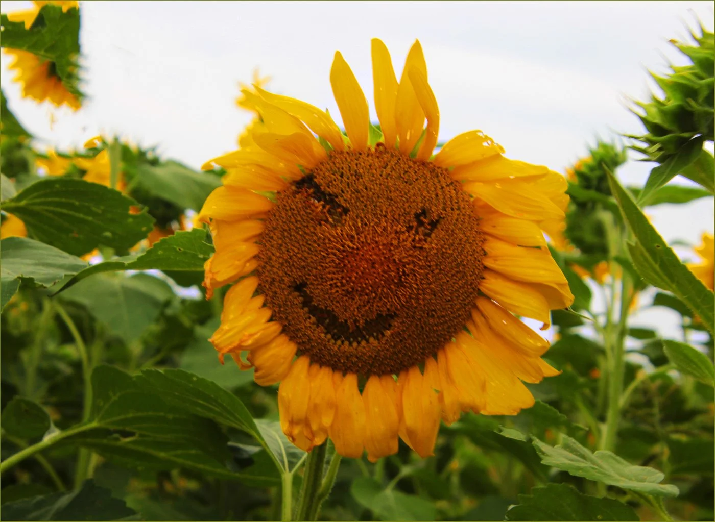 Sunflower 2026 Wink by Mary Cattell.jpg