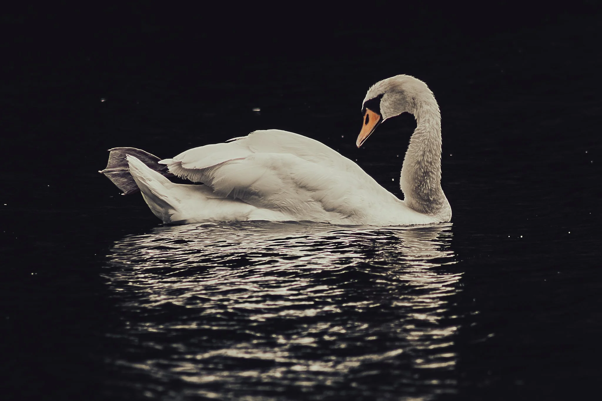 Swan by Shea Belahi.jpg