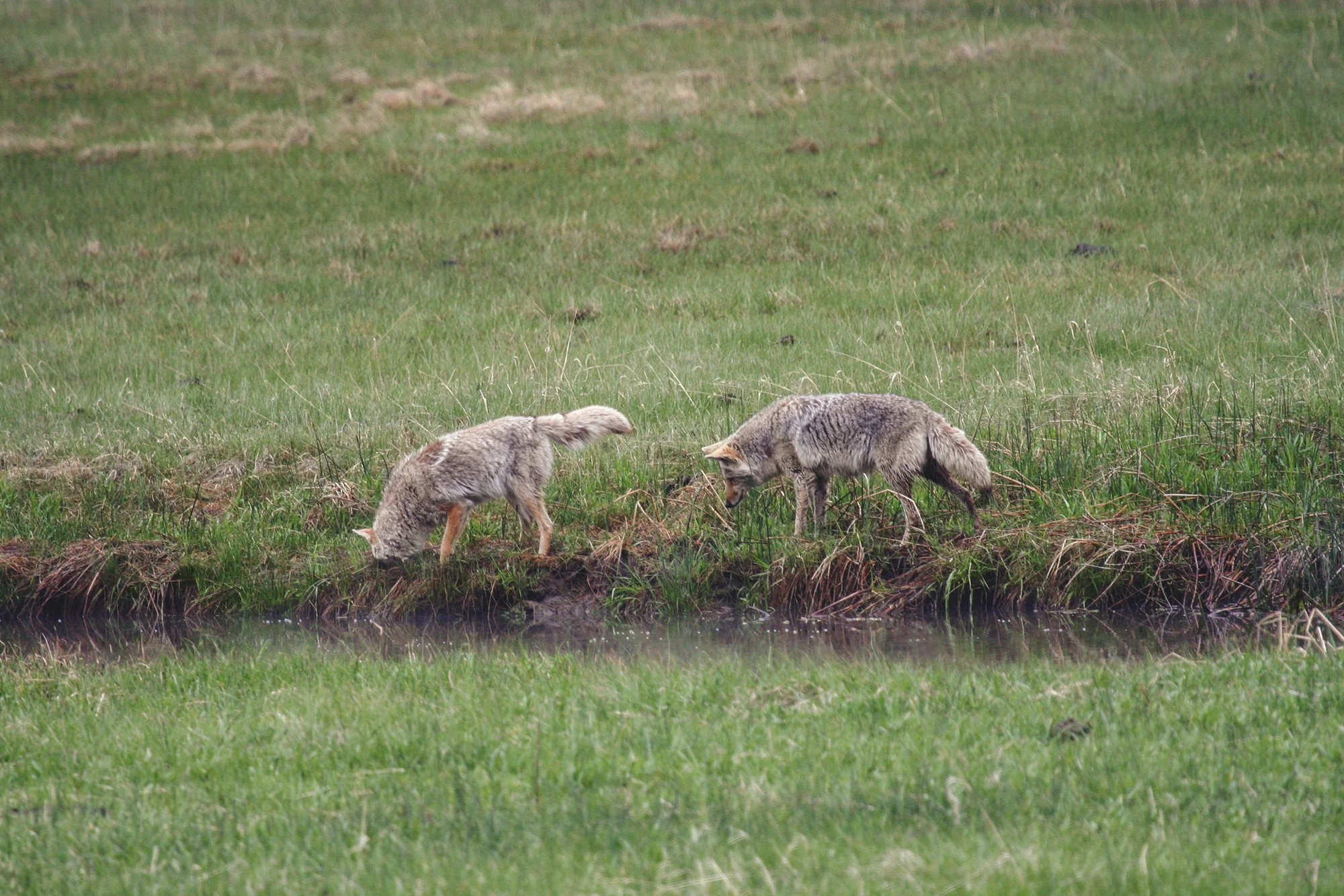 coyotes_s_2018.jpg
