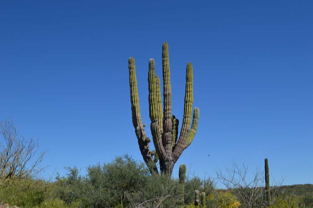cactus1.jpeg
