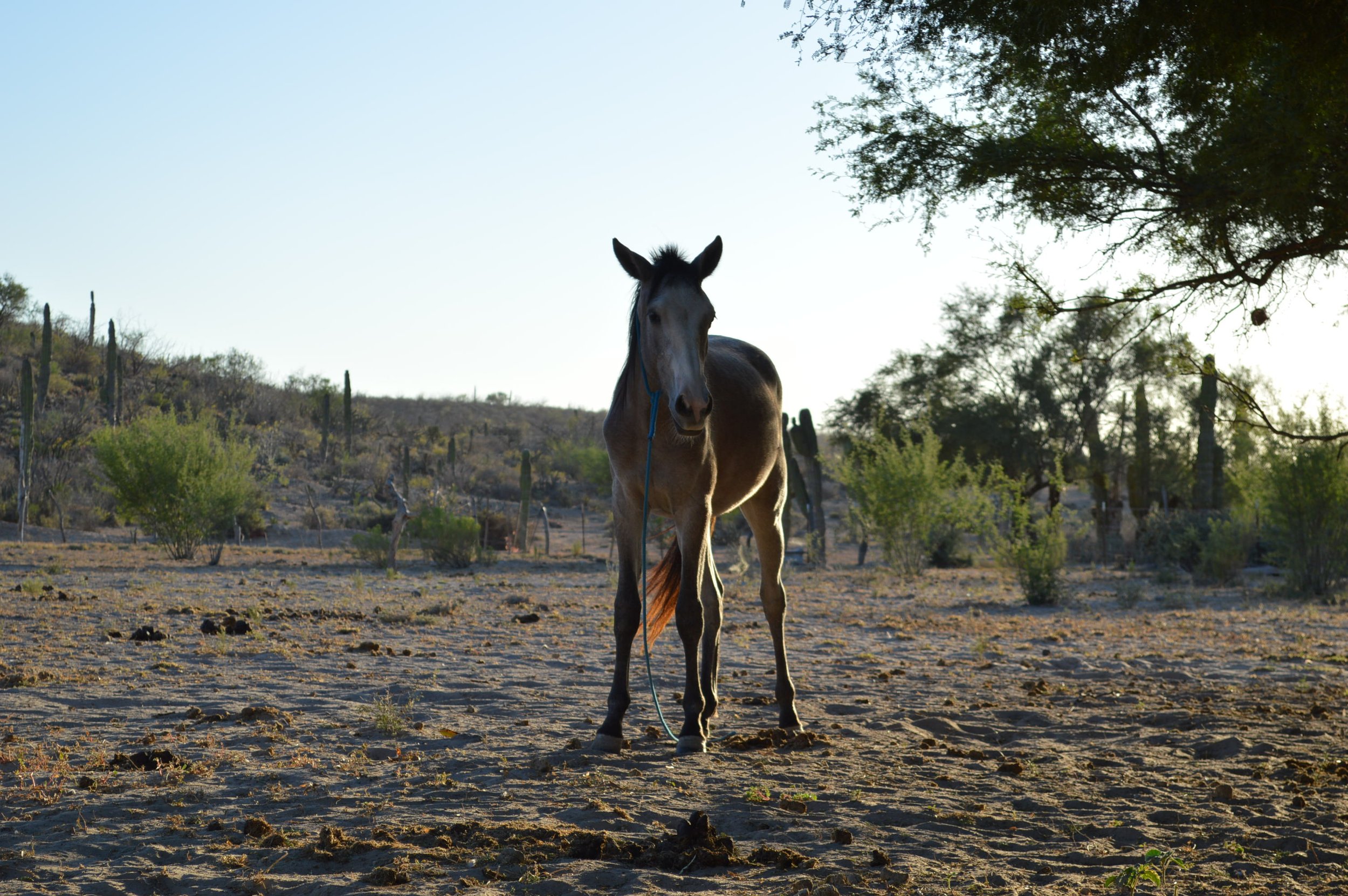 Rescue Horses of San Juanico: A Photo Tour of Hearts Help Horses