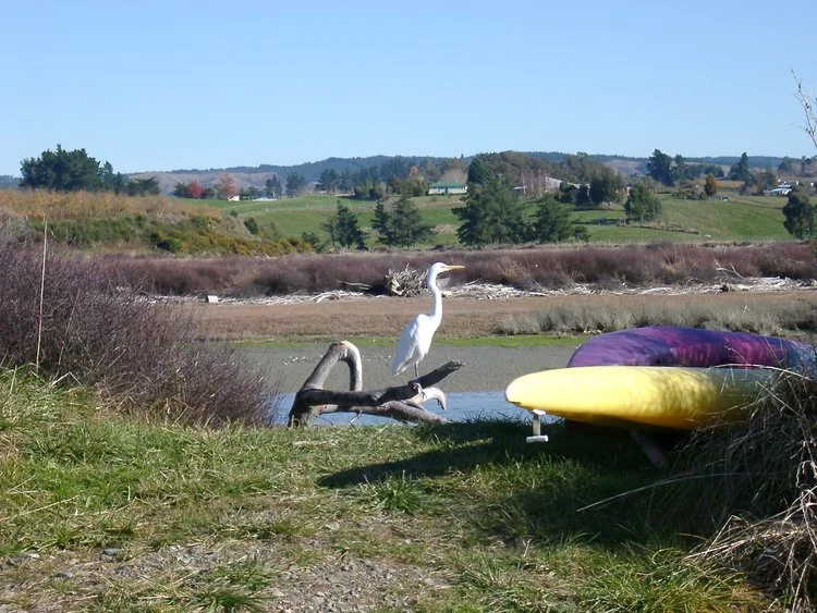 Heron on the estuary