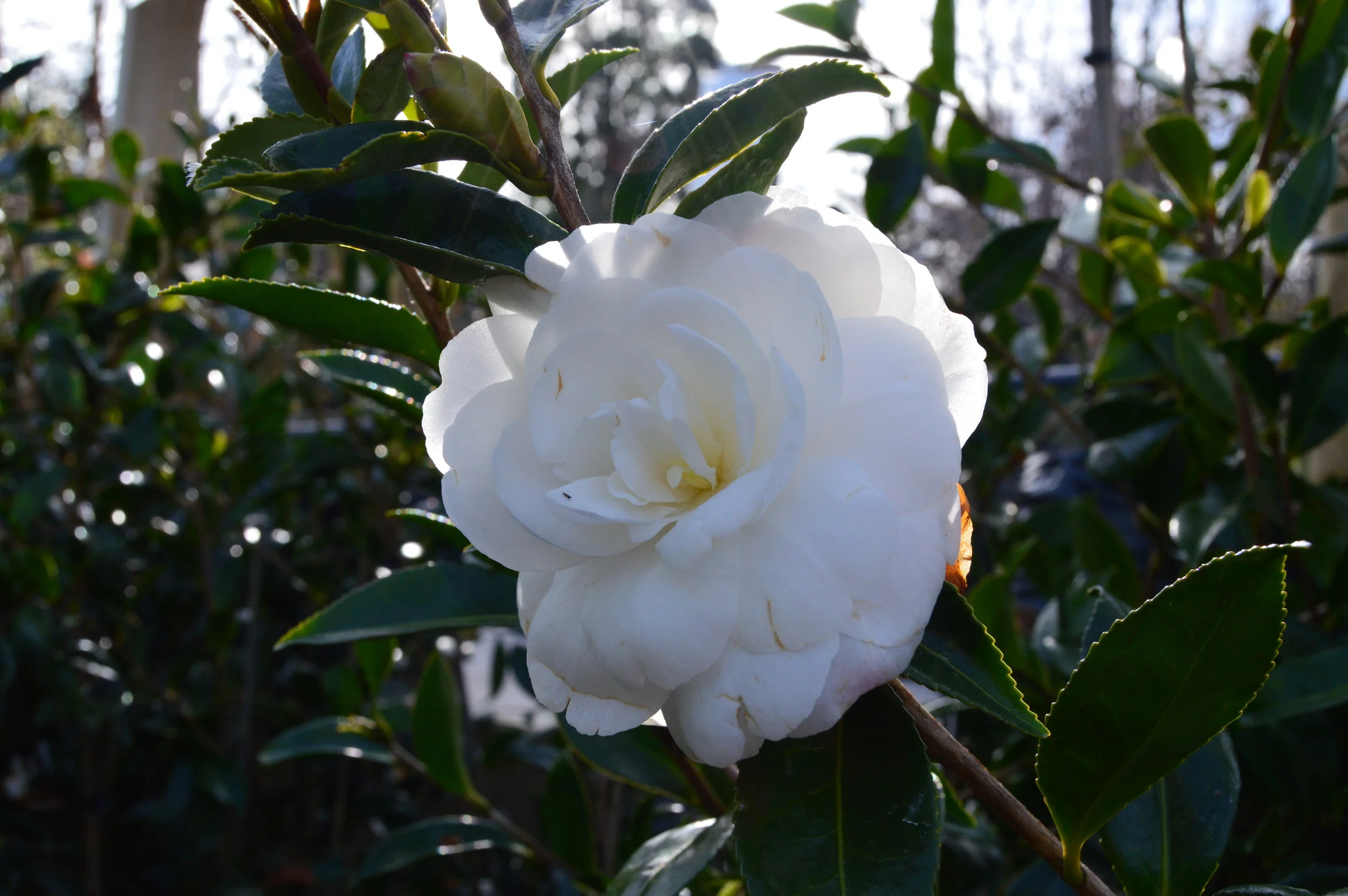 DSC_0229.JPG