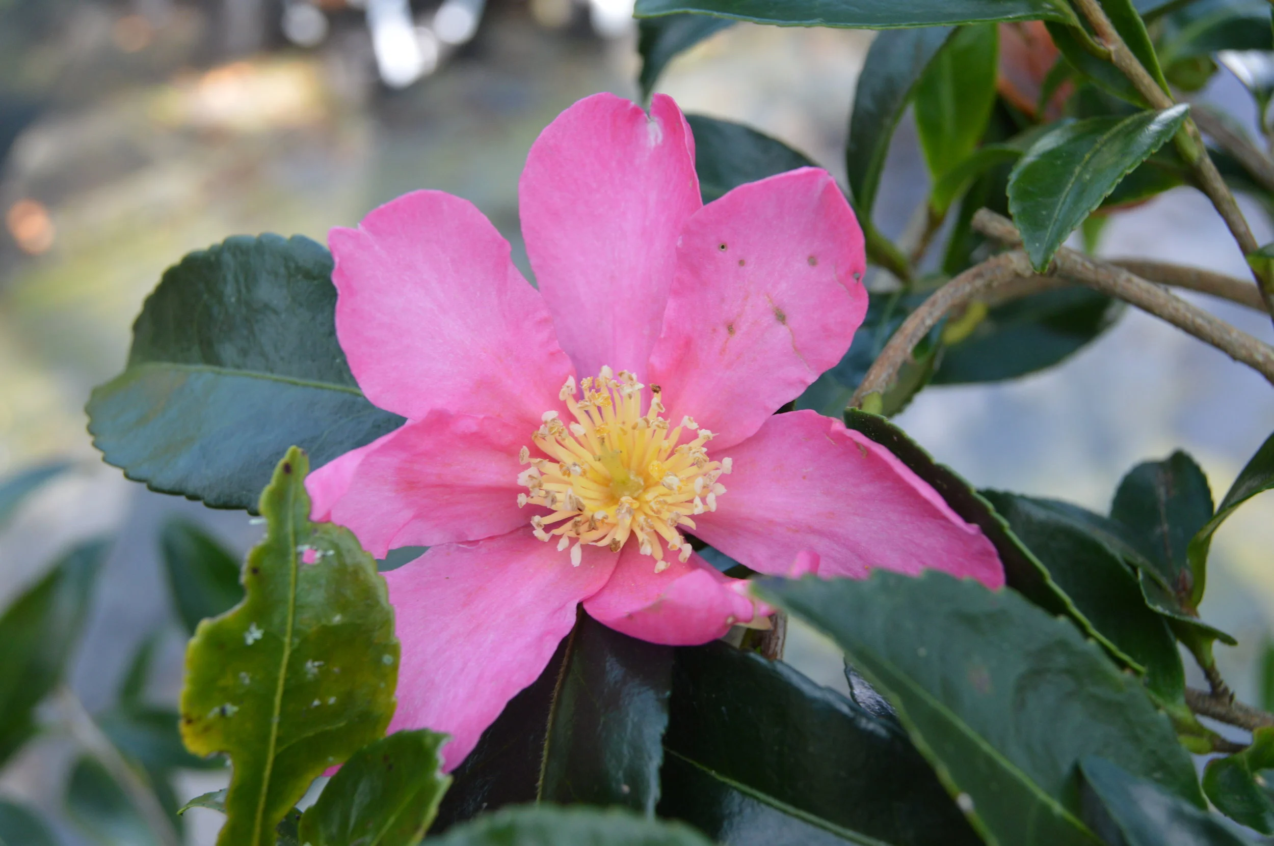 DSC_0237.JPG