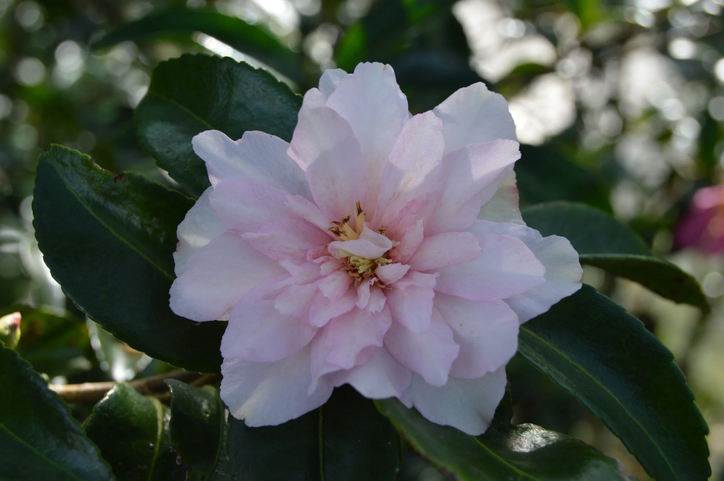 DSC_0238.JPG