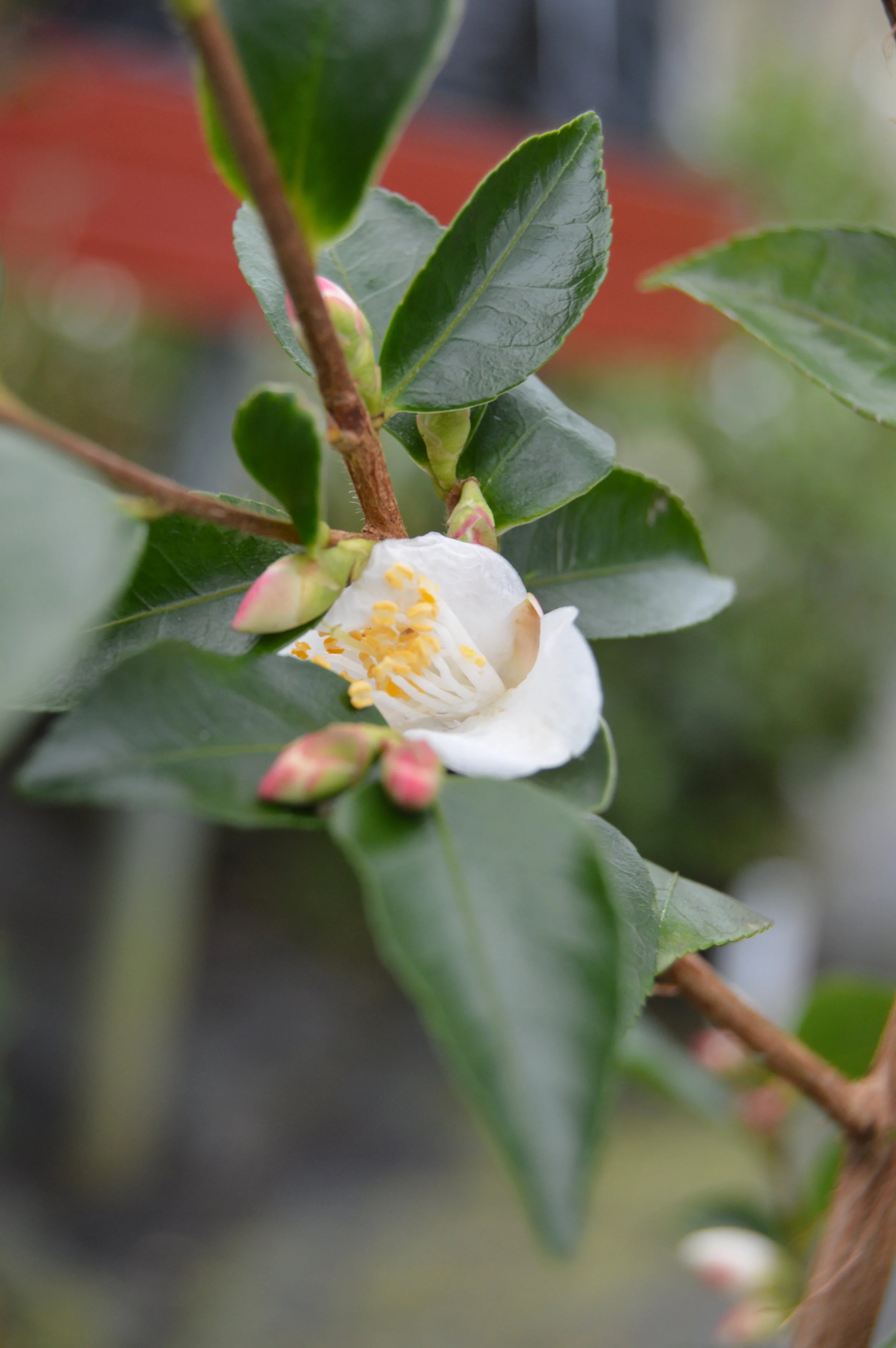 DSC_0218.JPG