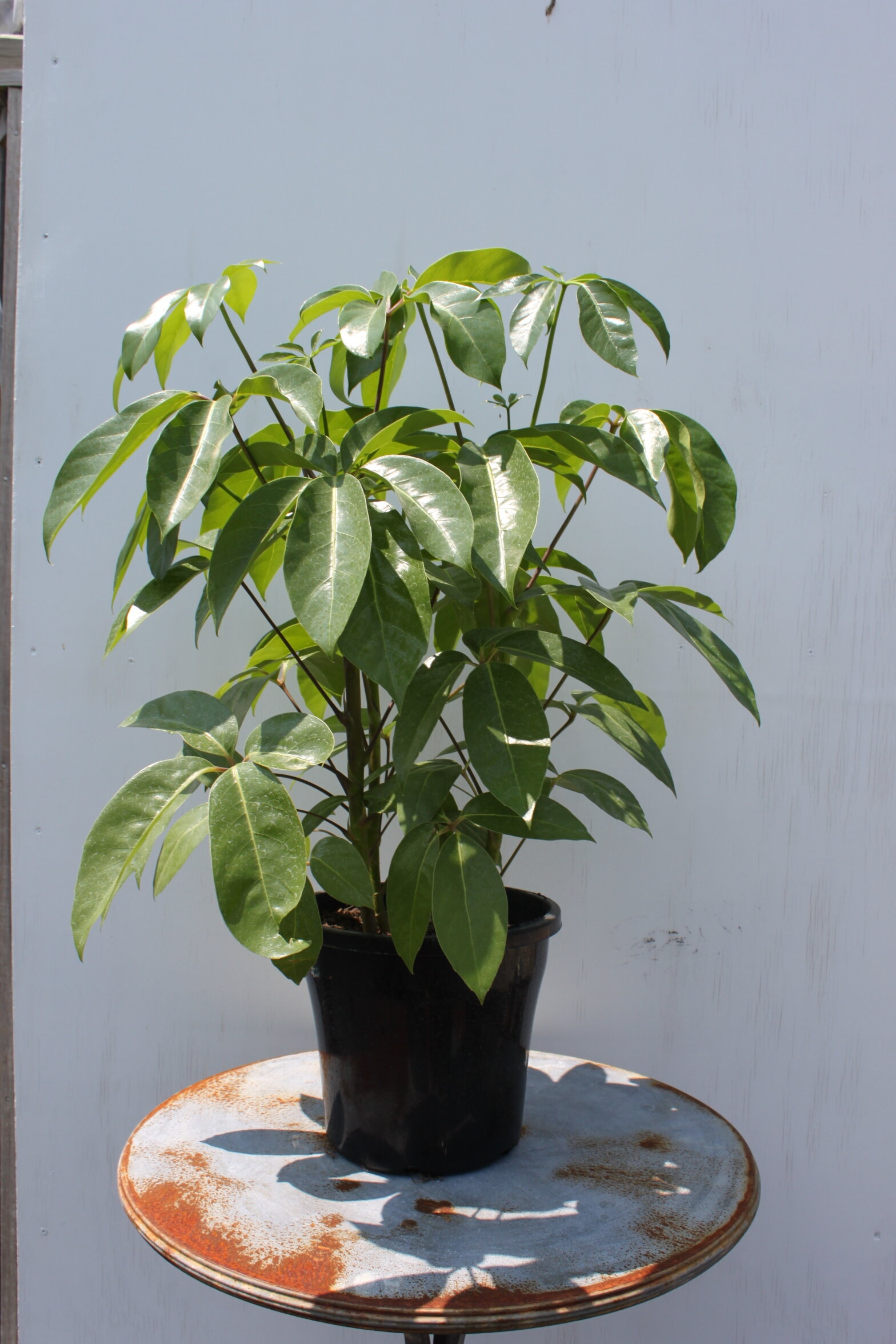 Schefflera Amate