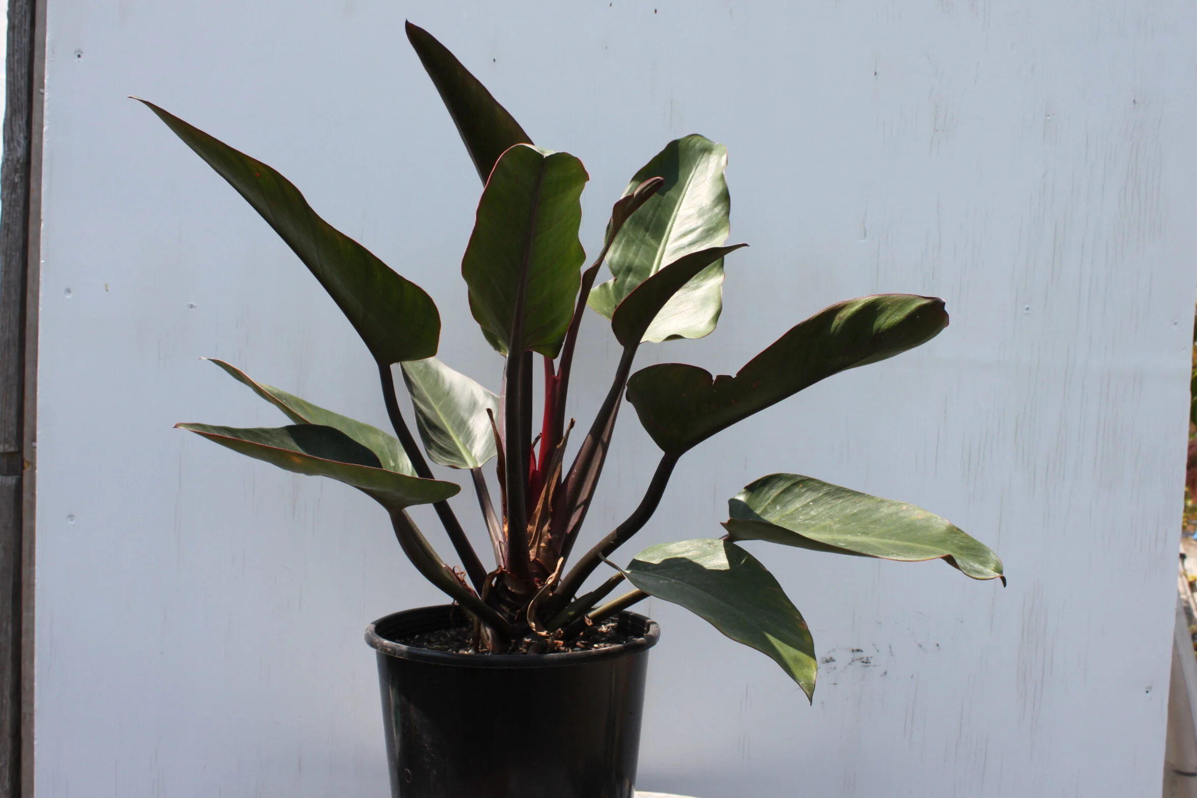 Philodendron