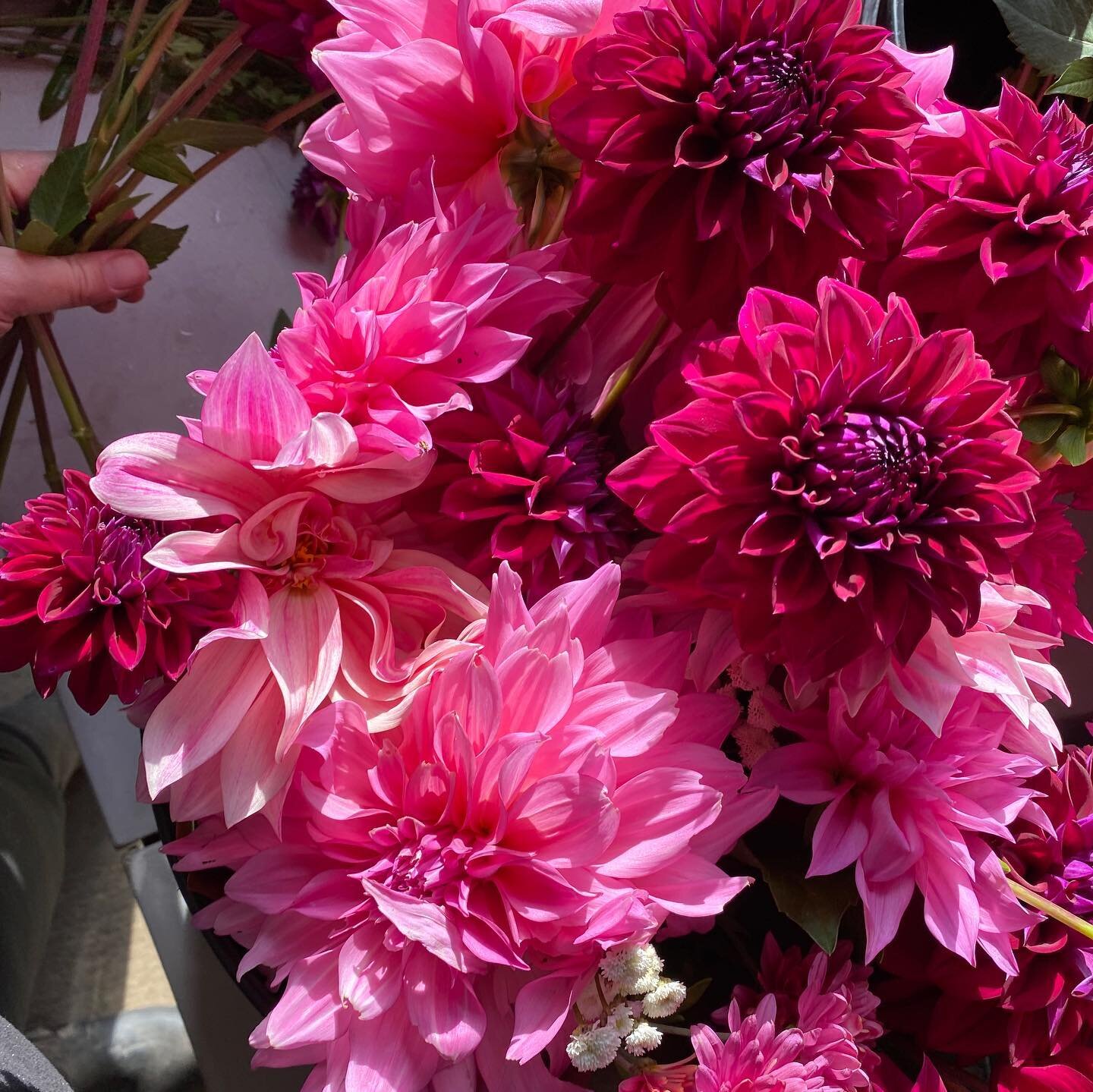 A freeze may be headed on by the farm this weekend, so we&rsquo;re savoring the last of 2020&rsquo;s local blooms this week. Flowers, thank you for thriving despite heat, neglect, and weeds. May we all be so fierce, stubborn, and bright in this year 