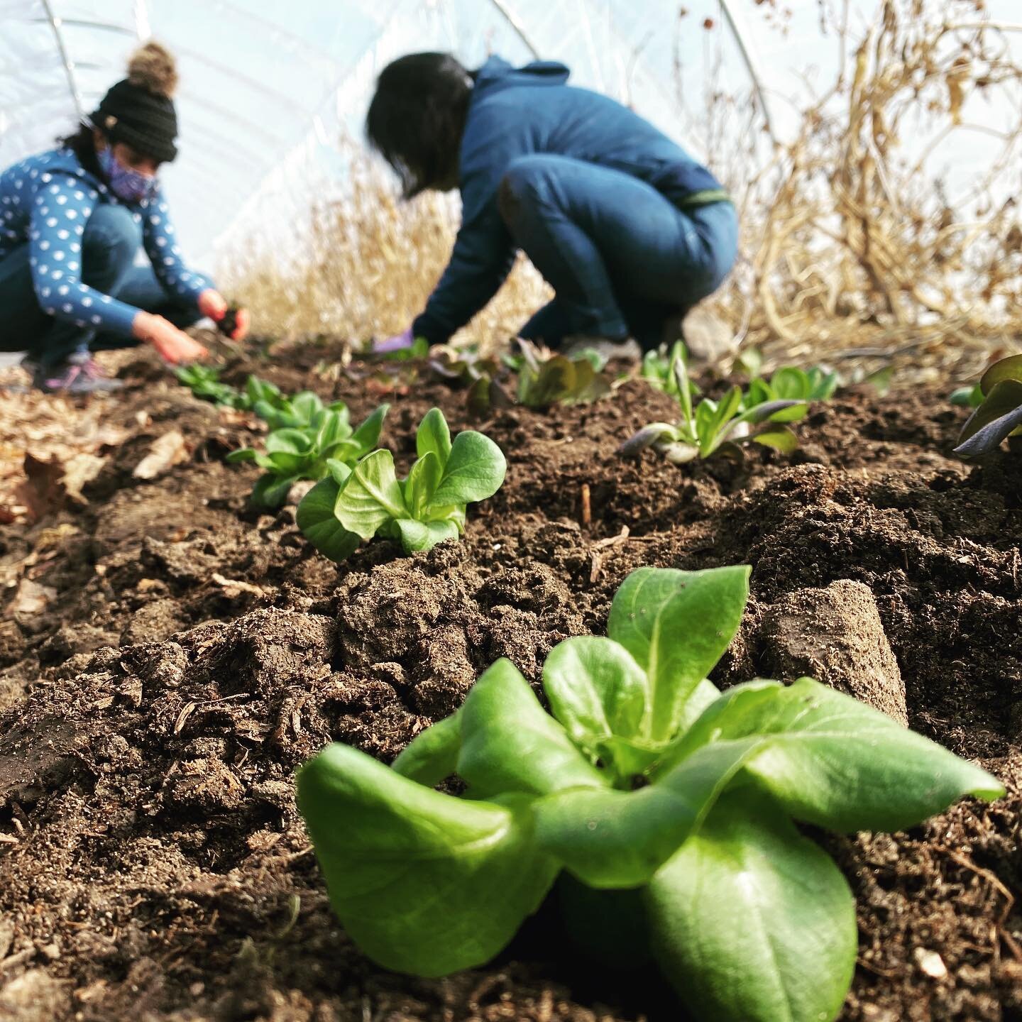 This was our first full outdoor week of work this season, and holy moly, did it feel good! Baby plants, soil, great conversation, breathing fresh air, getting our heart rates up, feeling the sunshine on bare skin... all the things we&rsquo;ve been wa