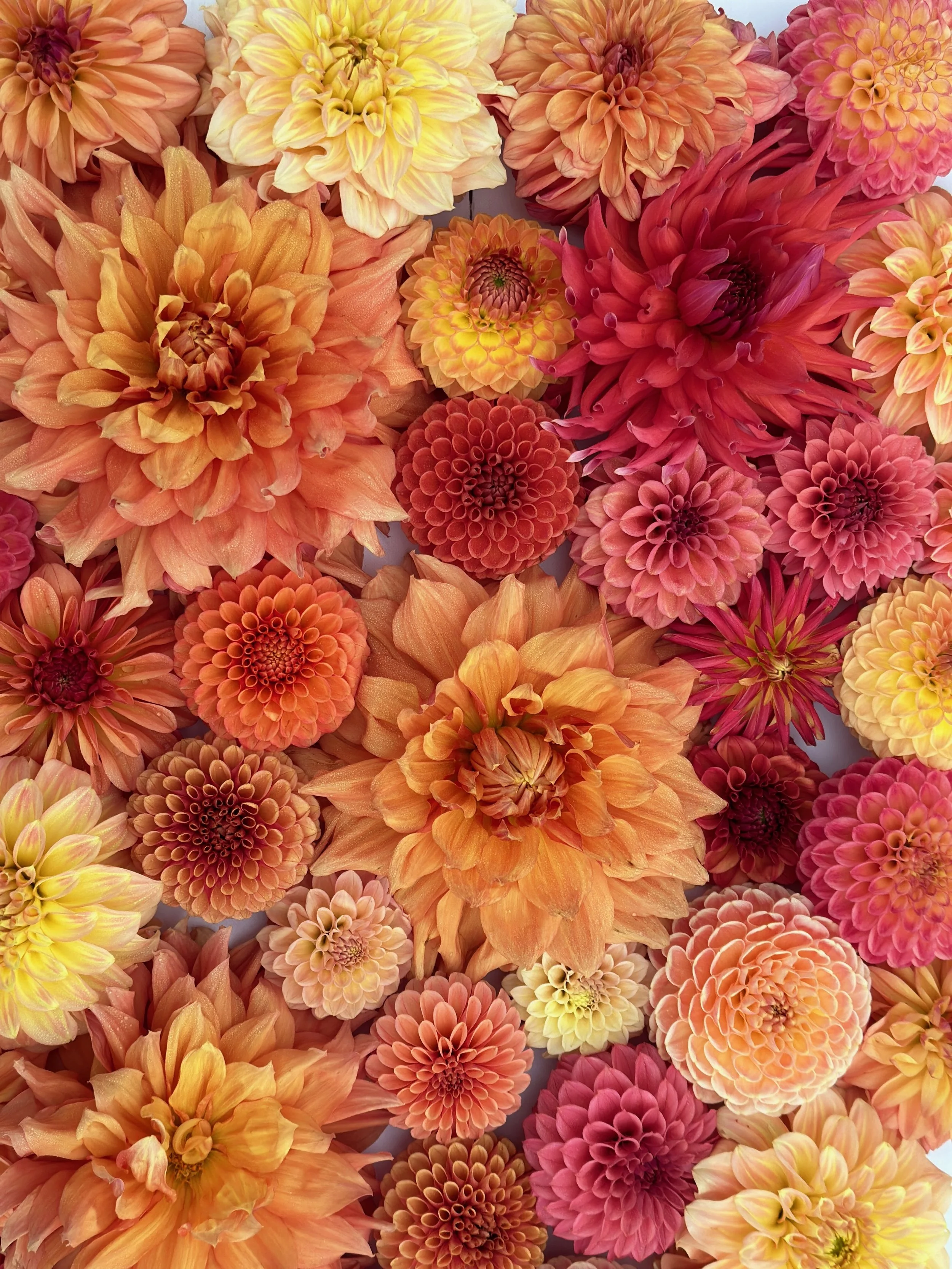 9-28-23 BEST Dahlia Shoot - 1 of 1.jpeg