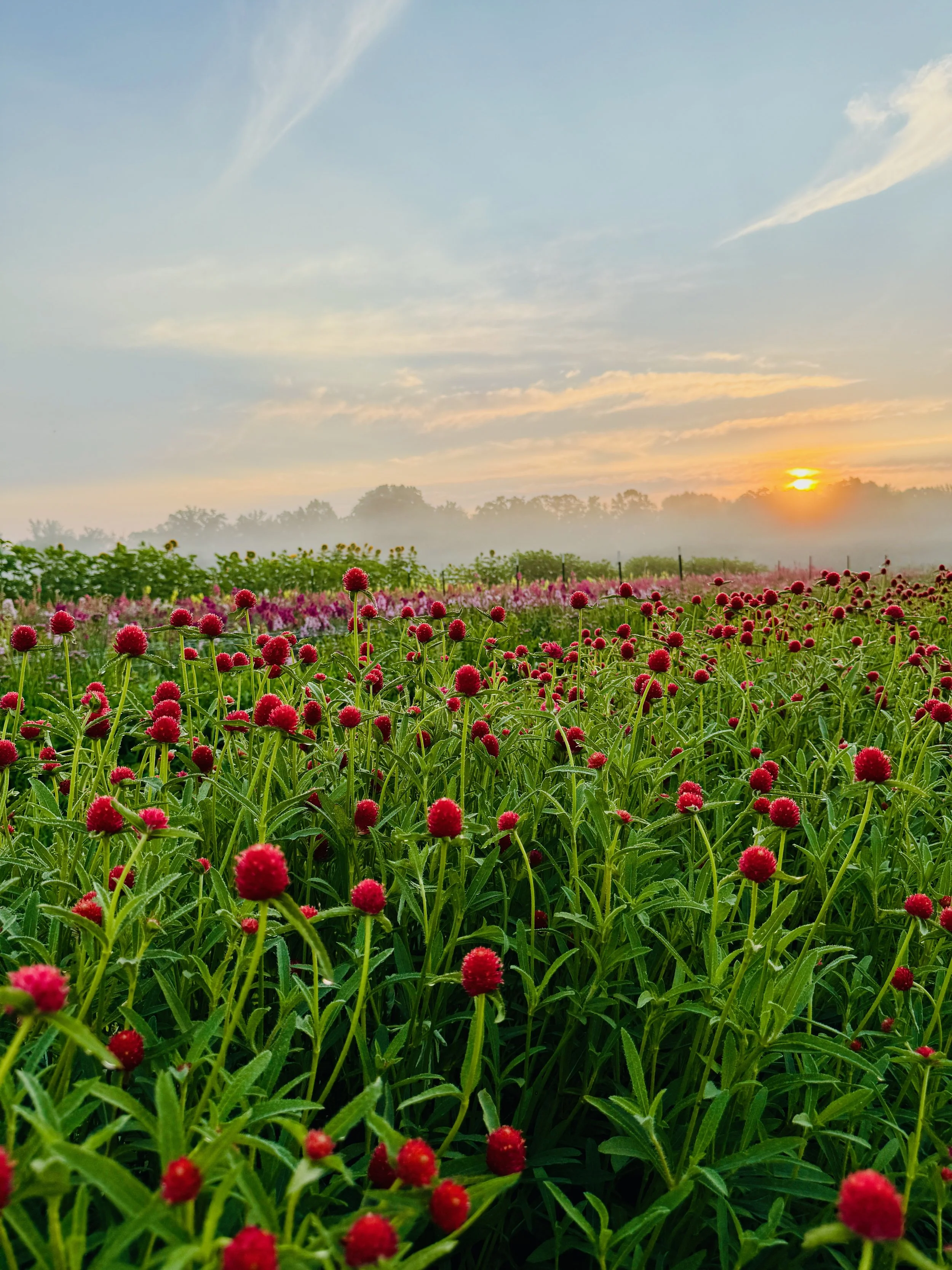 YOU-PICK Marketig - 7 of 91.jpeg