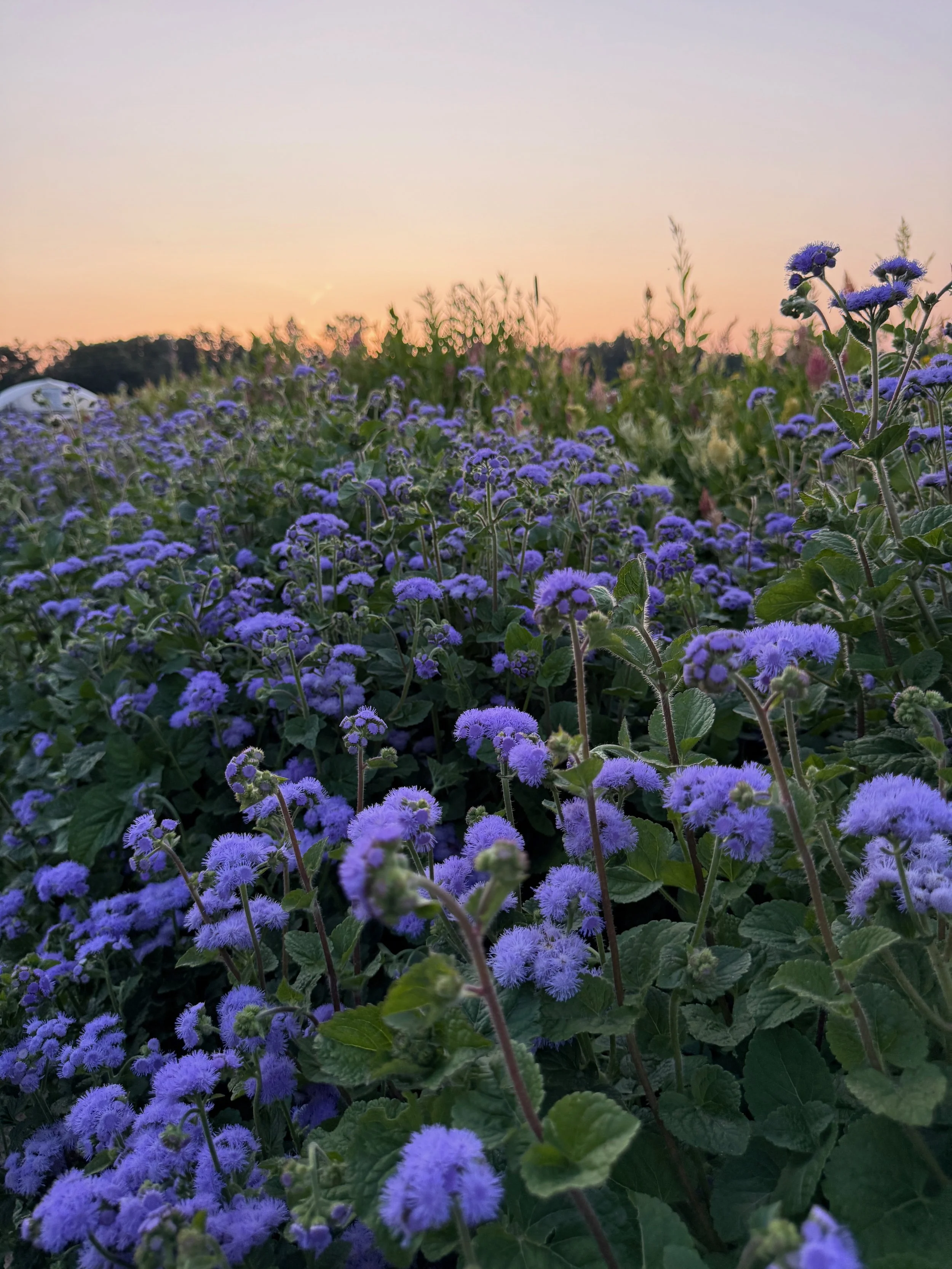 YOU-PICK Marketig - 29 of 91.jpeg