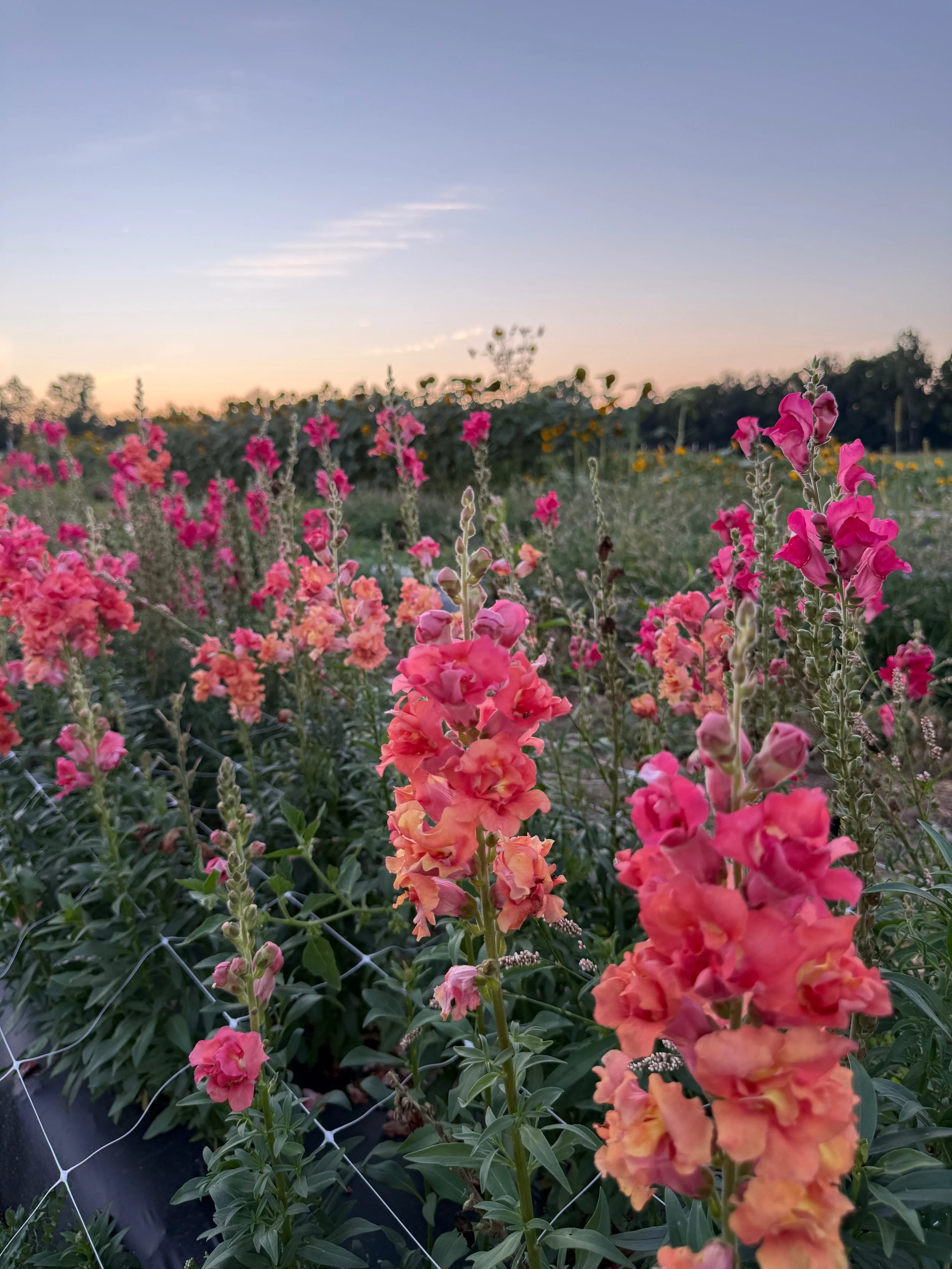 YOU-PICK Marketig - 35 of 91.jpeg