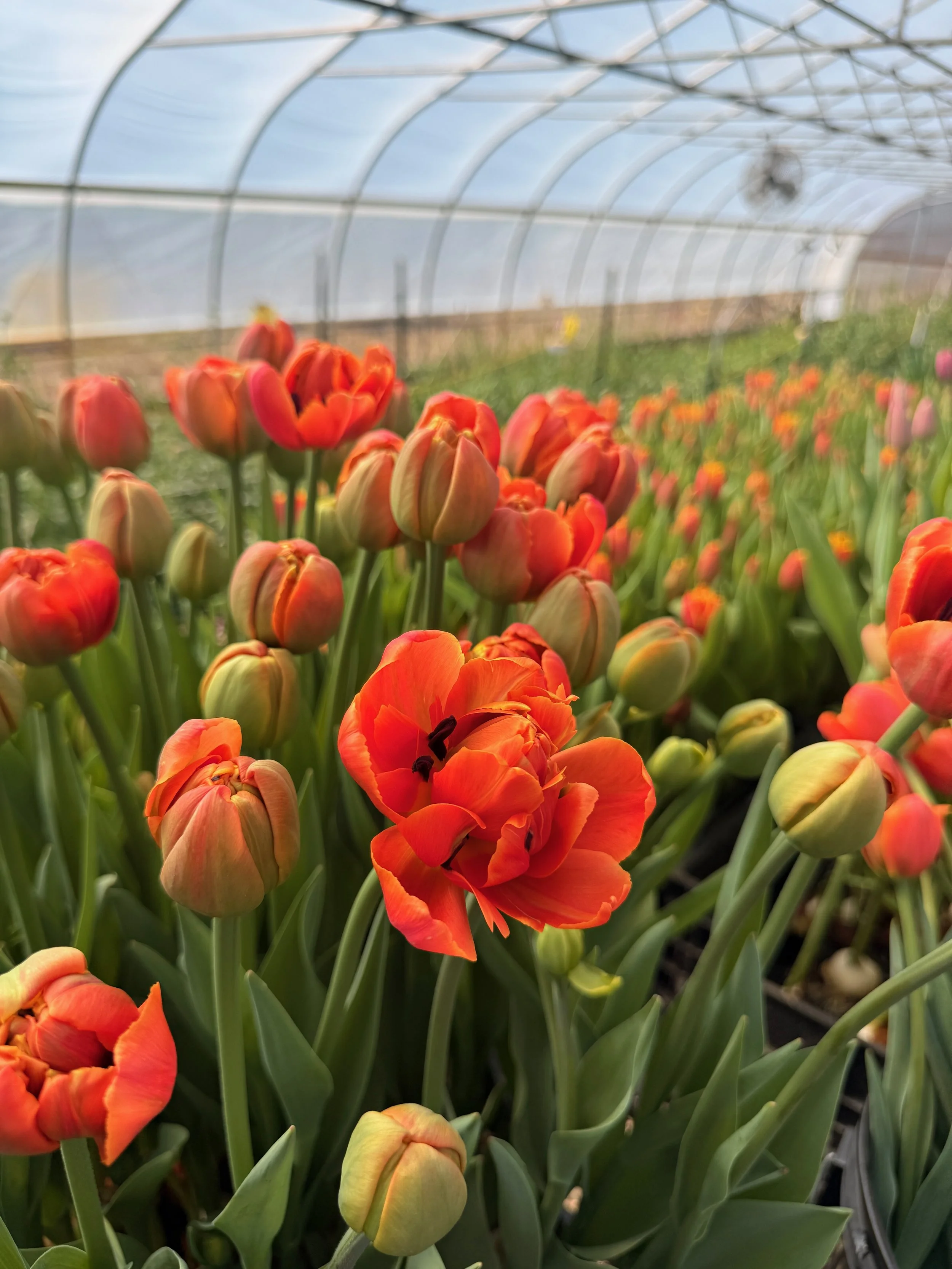 2026 Best Flowers - 2 of 4.jpeg