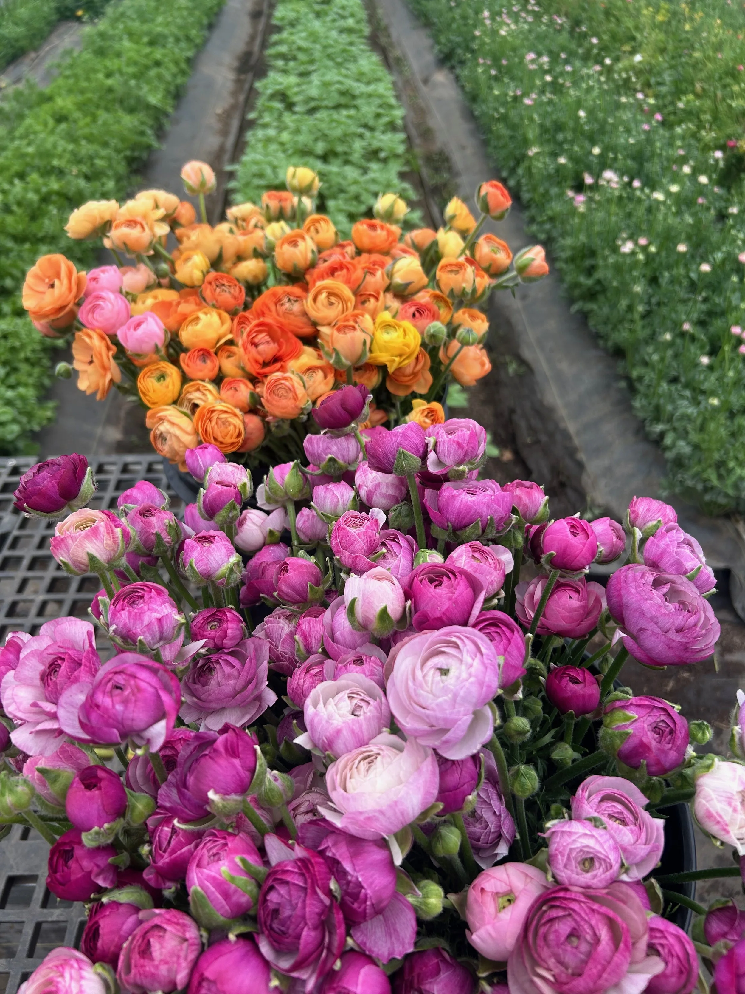 Untitled - 4 of 14.jpeg