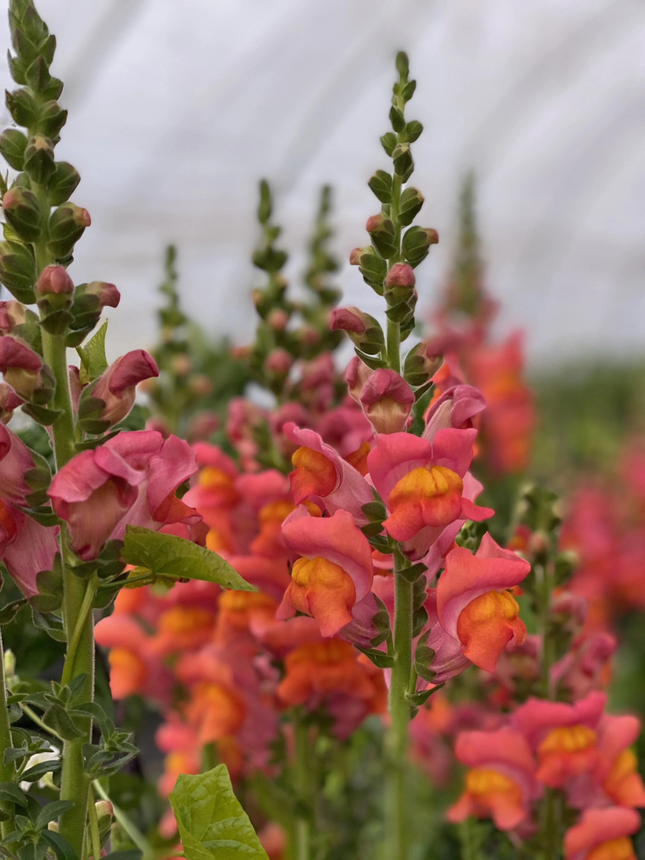 2026 SHARED Florist Photos - 1 of 39.jpg