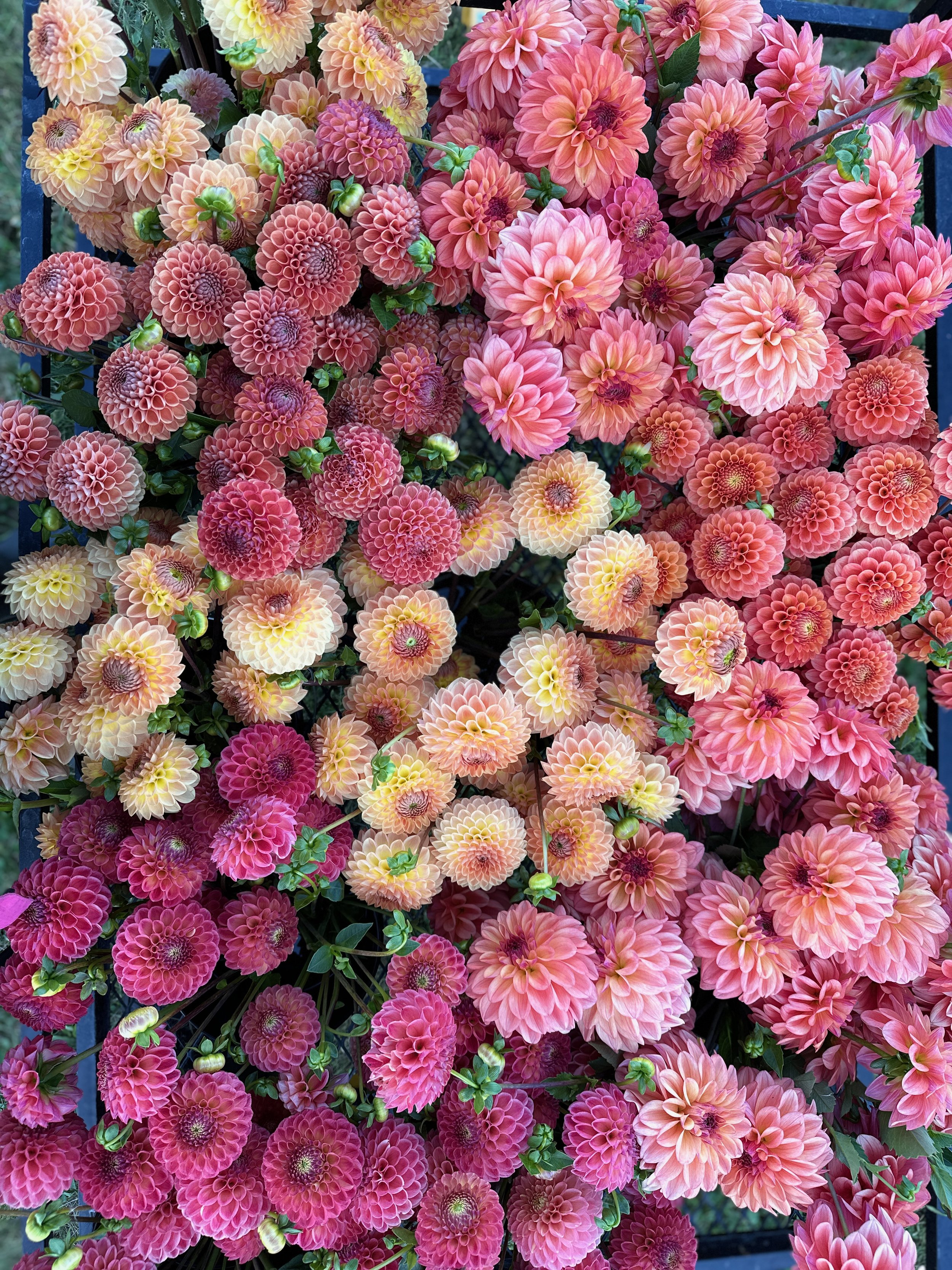 2026 SHARED Florist Photos - 6 of 39.jpg