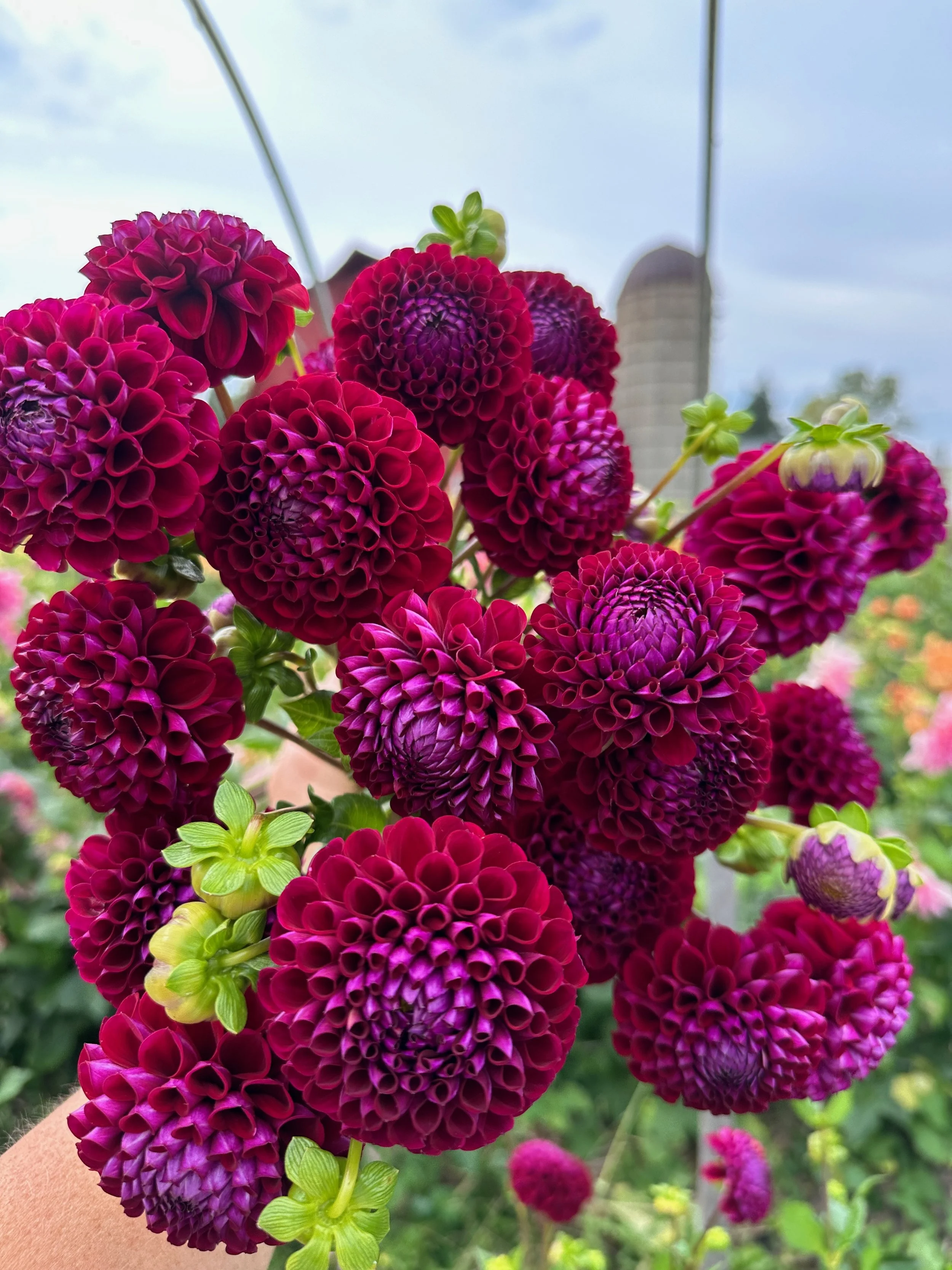 2026 SHARED Florist Photos - 12 of 39.jpg
