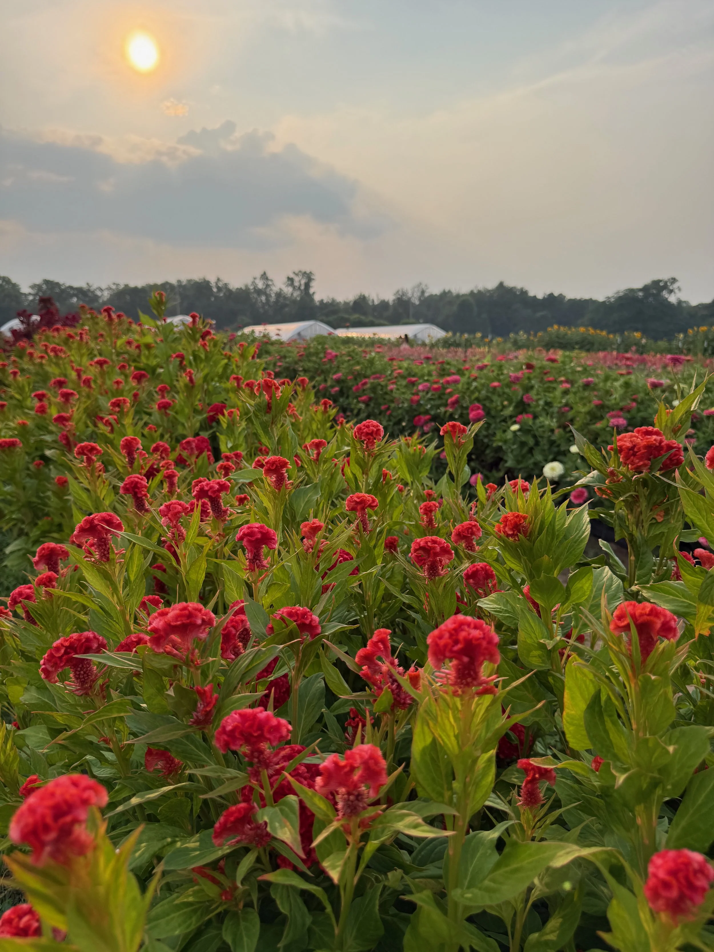 2026 SHARED Florist Photos - 19 of 39.jpg