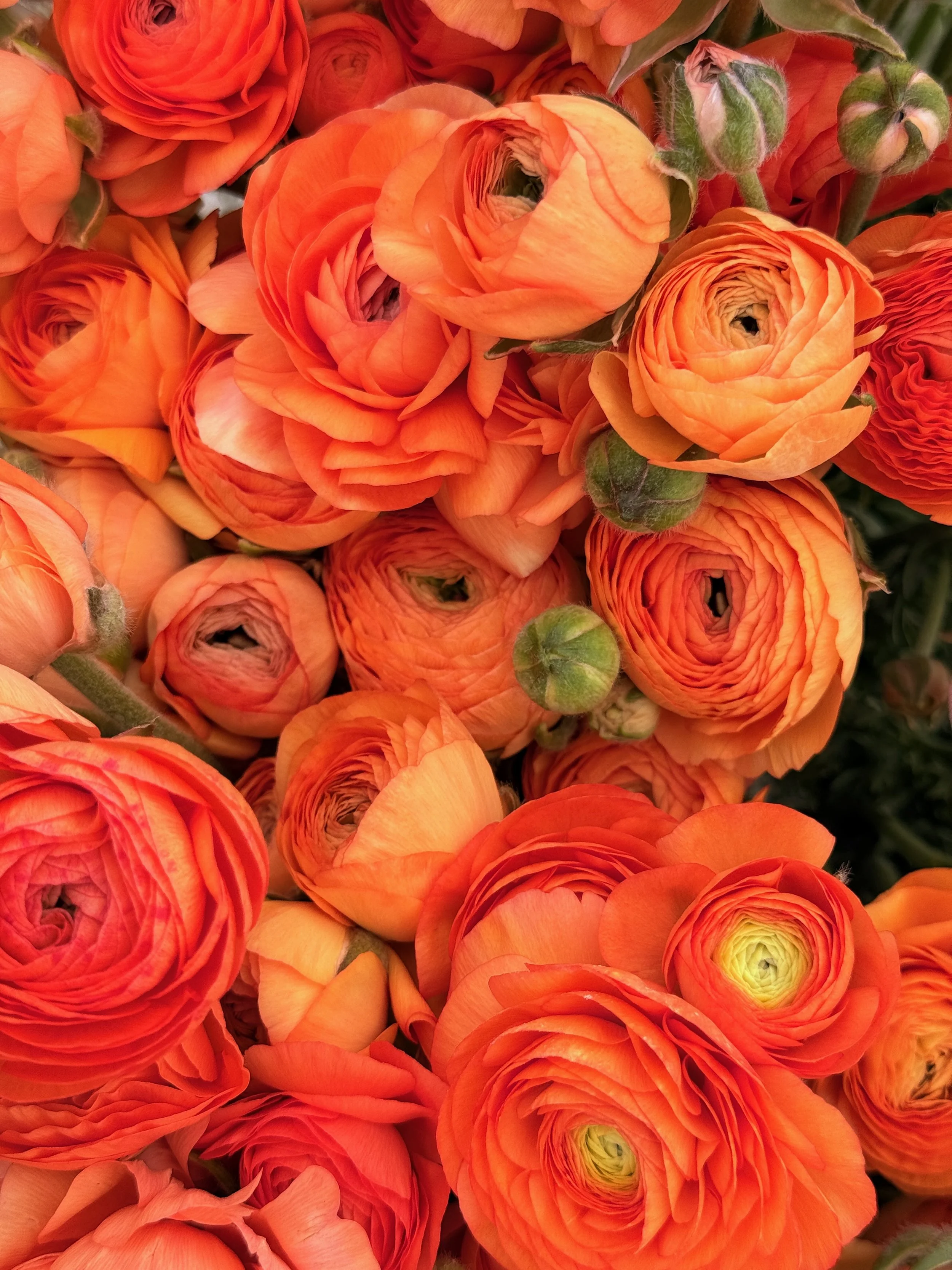 2026 SHARED Florist Photos - 31 of 39.jpg