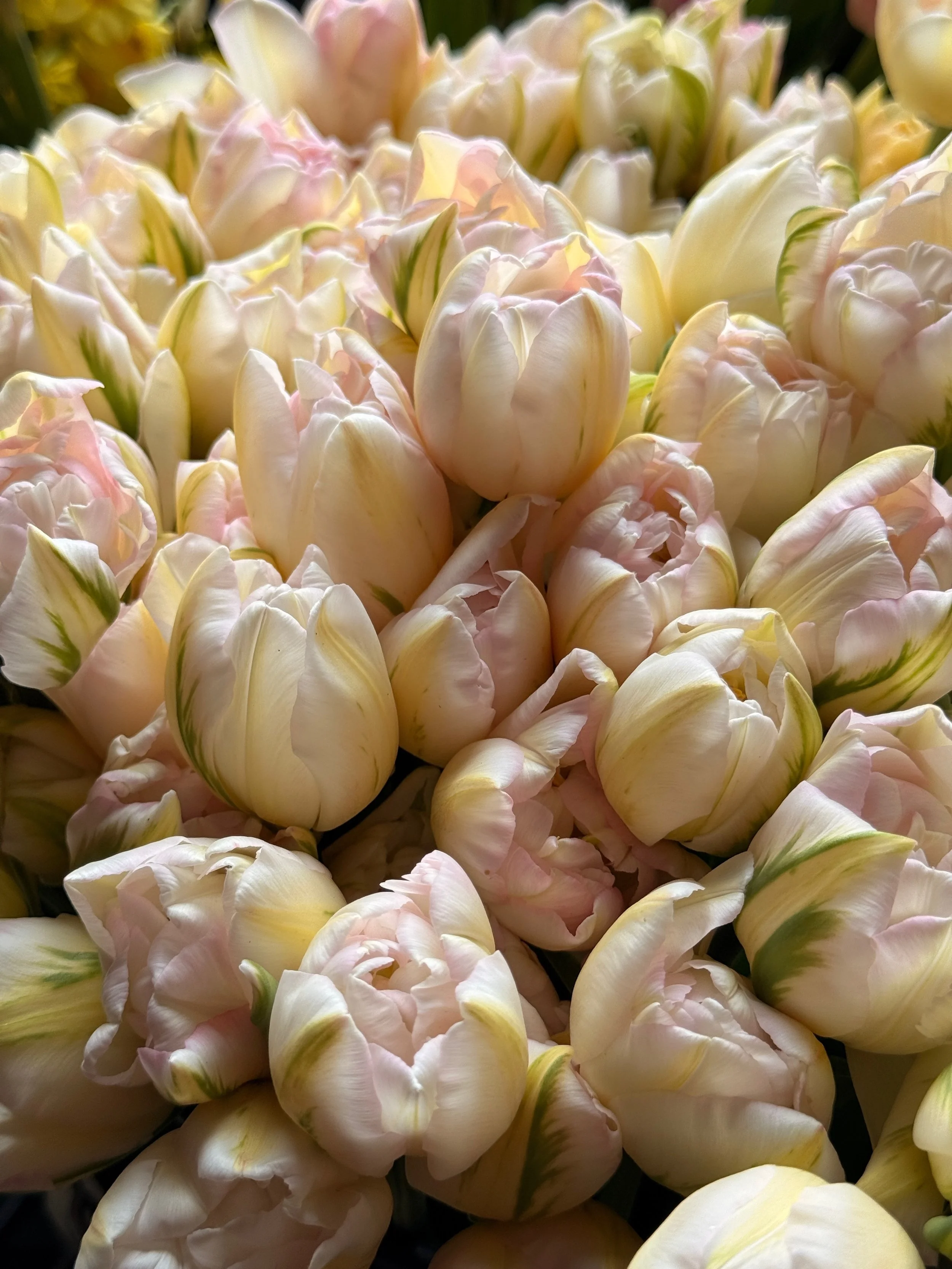 2026 SHARED Florist Photos - 33 of 39.jpg