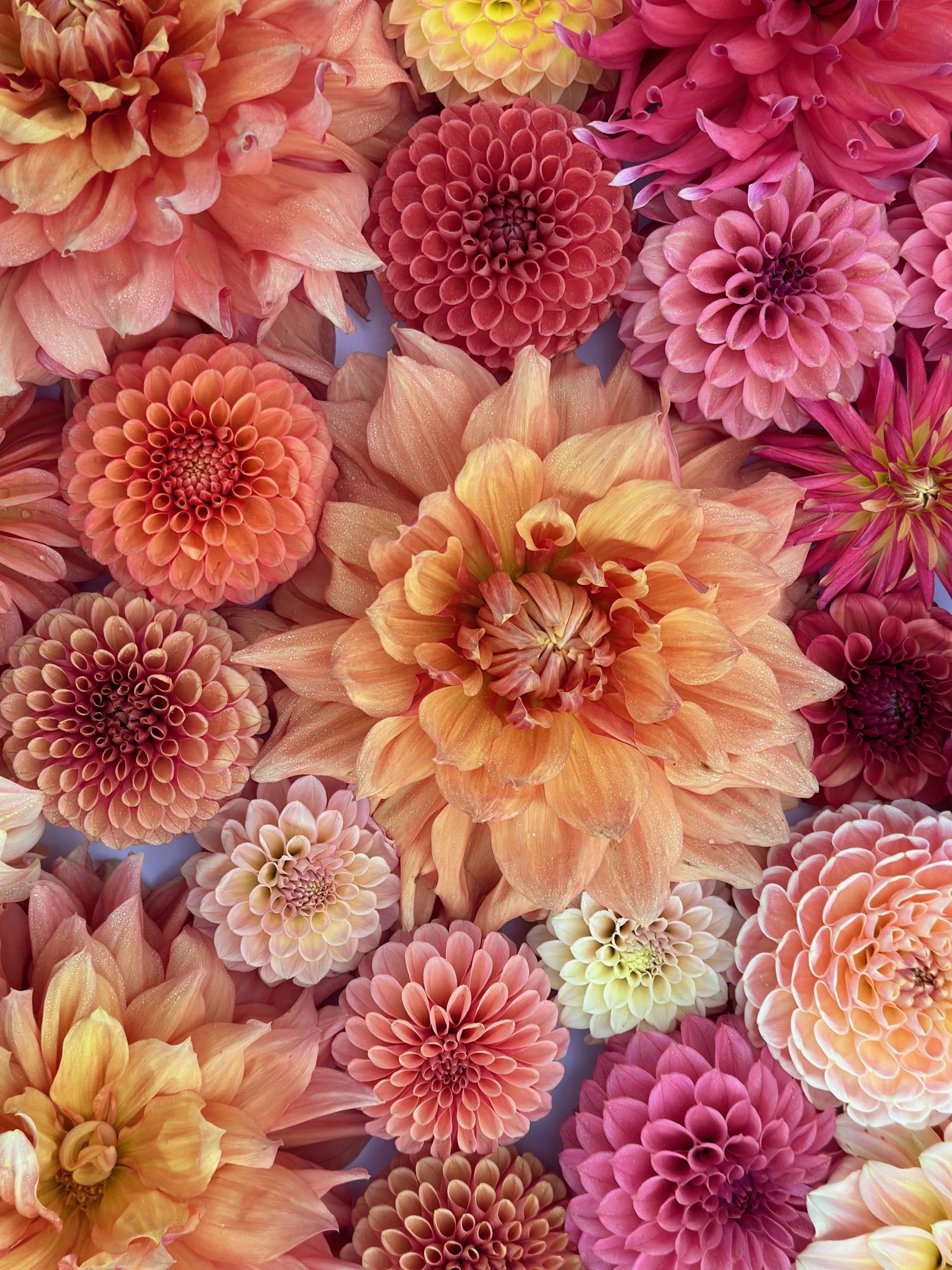 2026 SHARED Florist Photos - 11 of 39.jpg