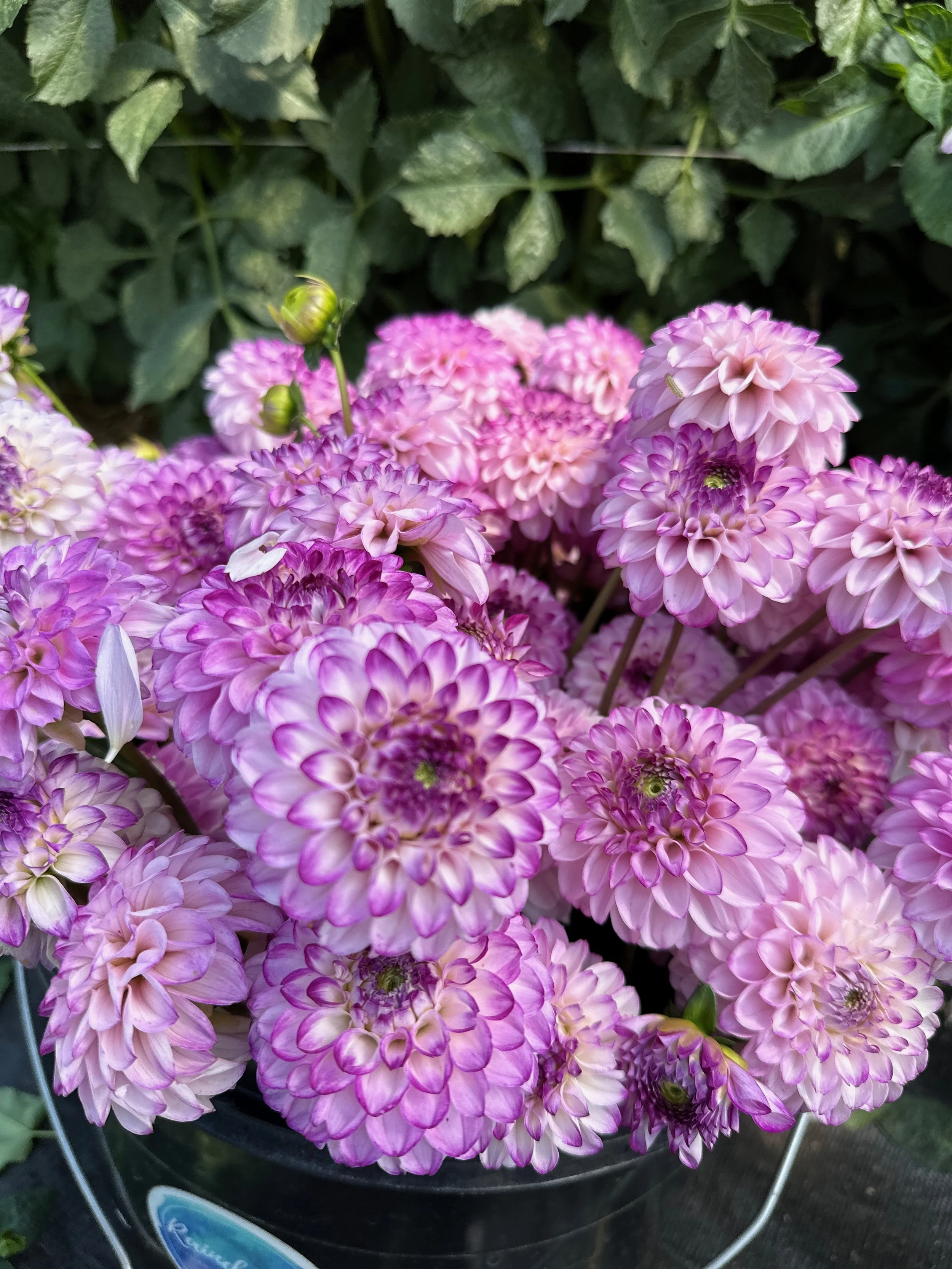 2026 SHARED Florist Photos - 5 of 39.jpg