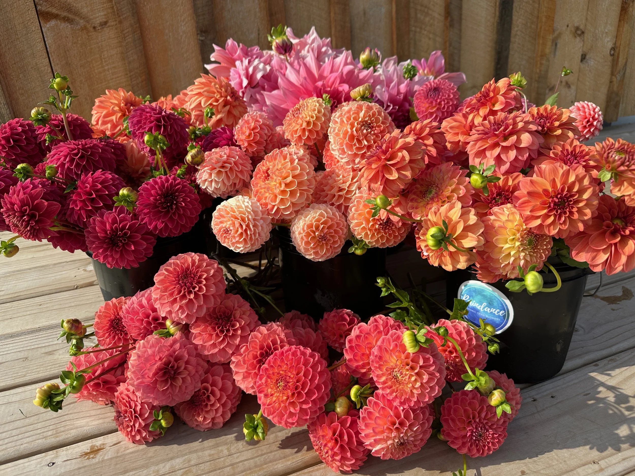 2026 SHARED Florist Photos - 7 of 39.jpg