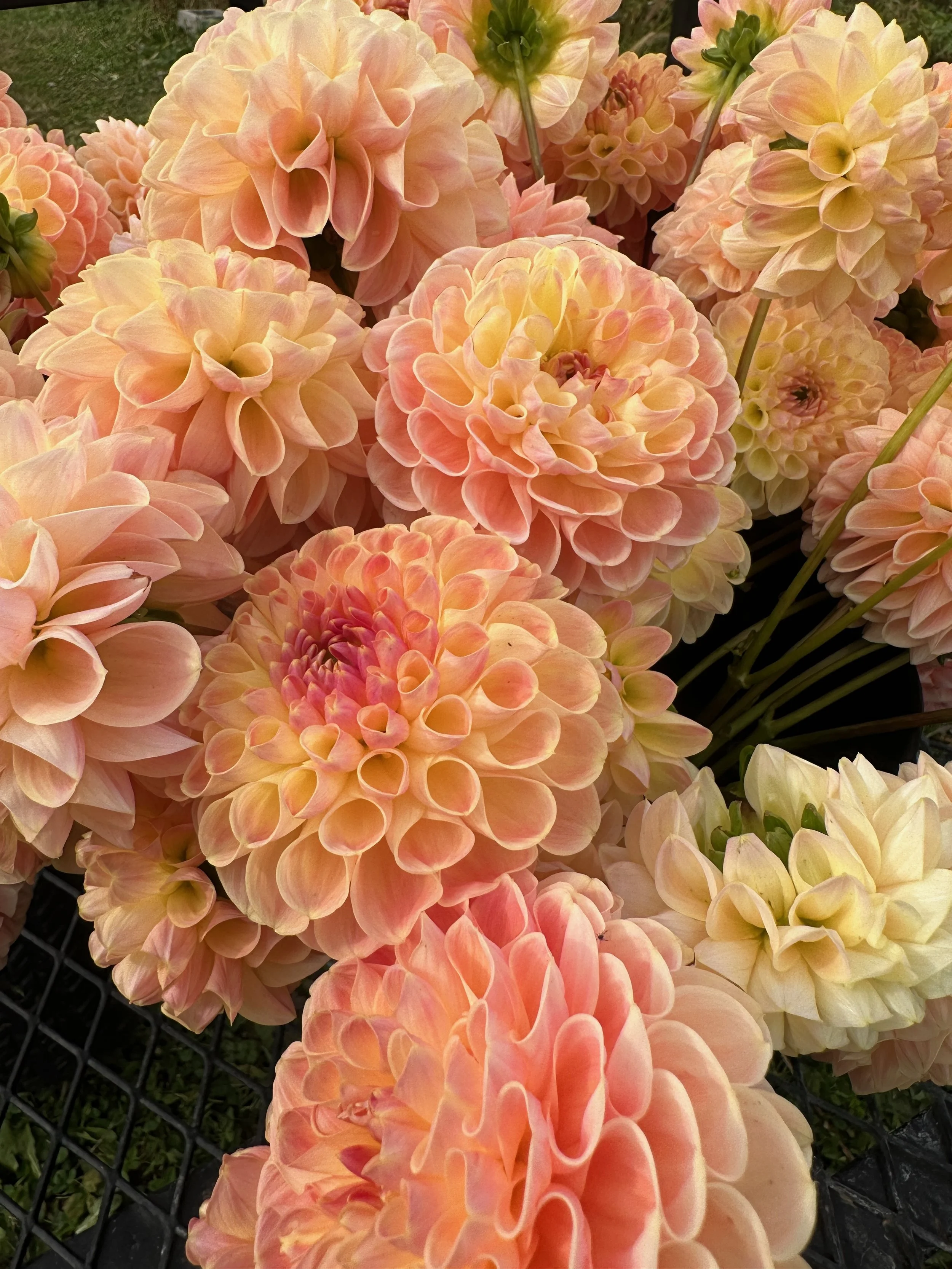 2026 SHARED Florist Photos - 14 of 39.jpg