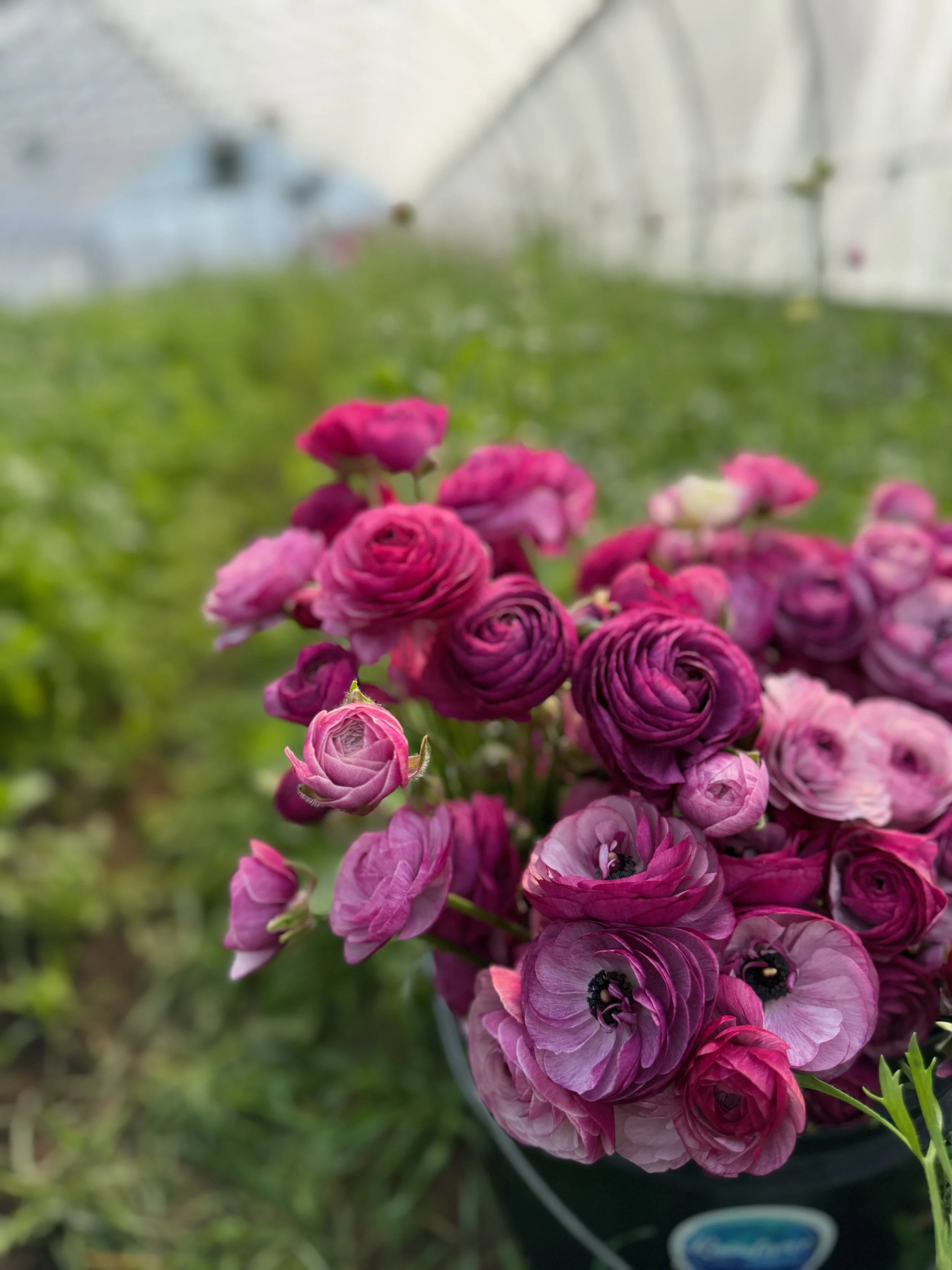 2026 SHARED Florist Photos - 16 of 39.jpg