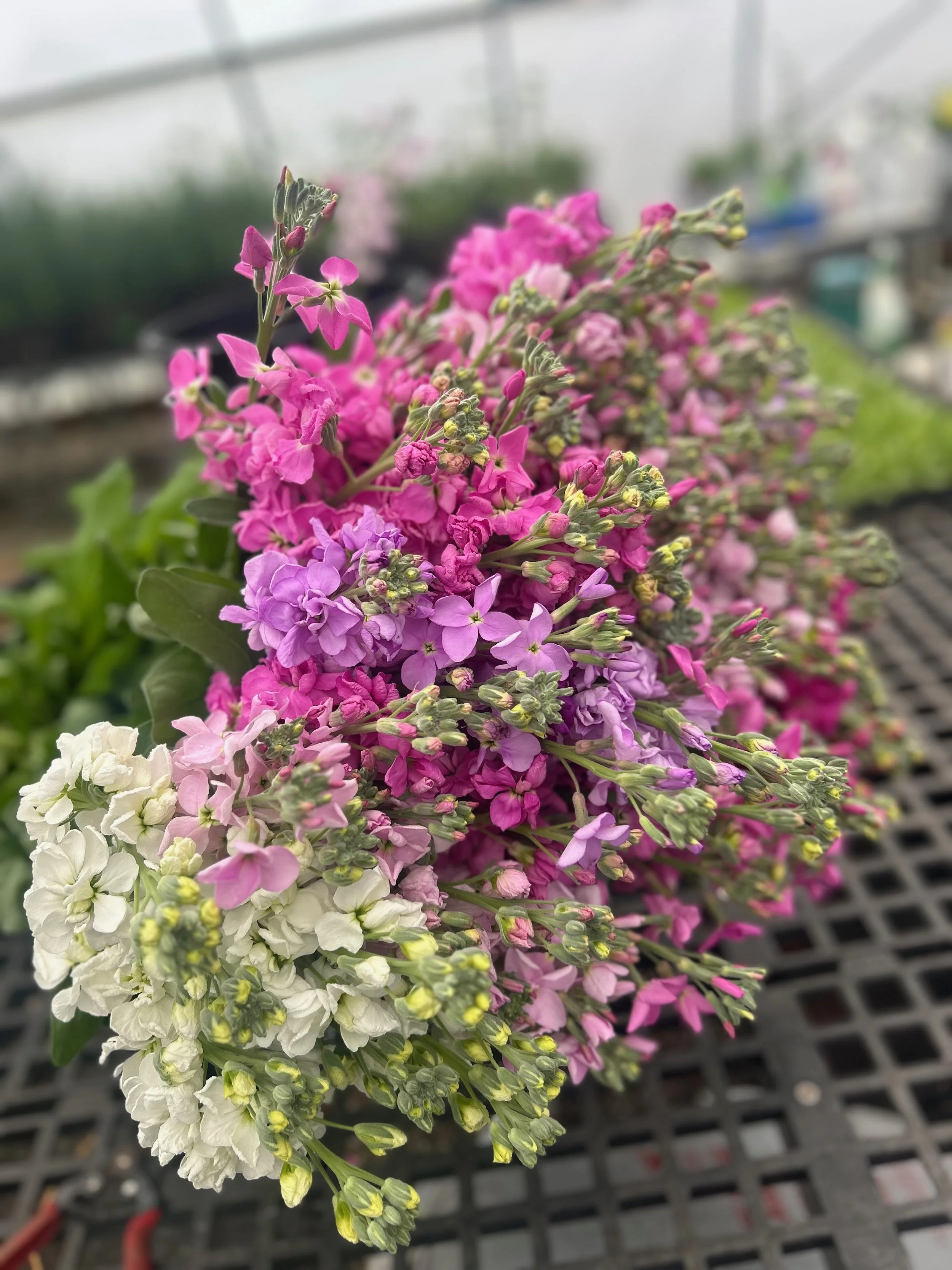 2026 SHARED Florist Photos - 25 of 39.jpg
