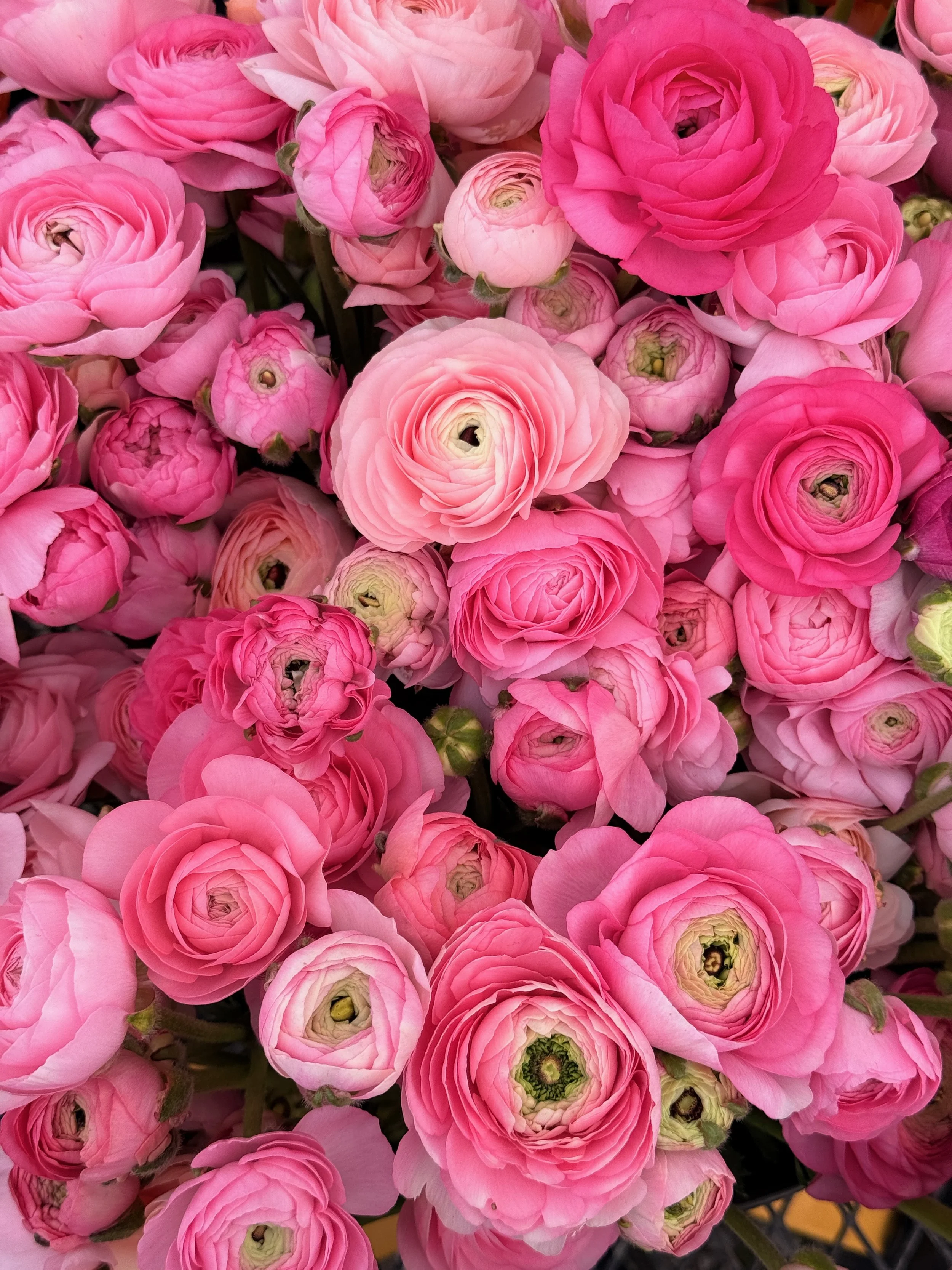 2026 SHARED Florist Photos - 32 of 39.jpg